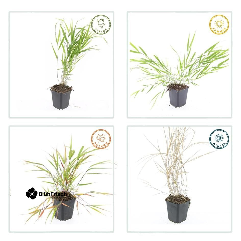 48x Hakonechloa macra - ↕10-25cm - Ø9cm