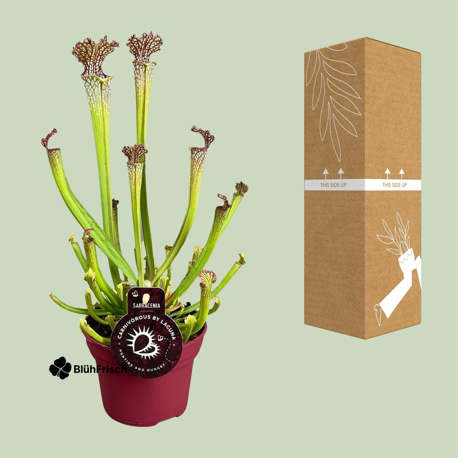 Sarracenia Farnhamii - Ø12cm - ↕40cm