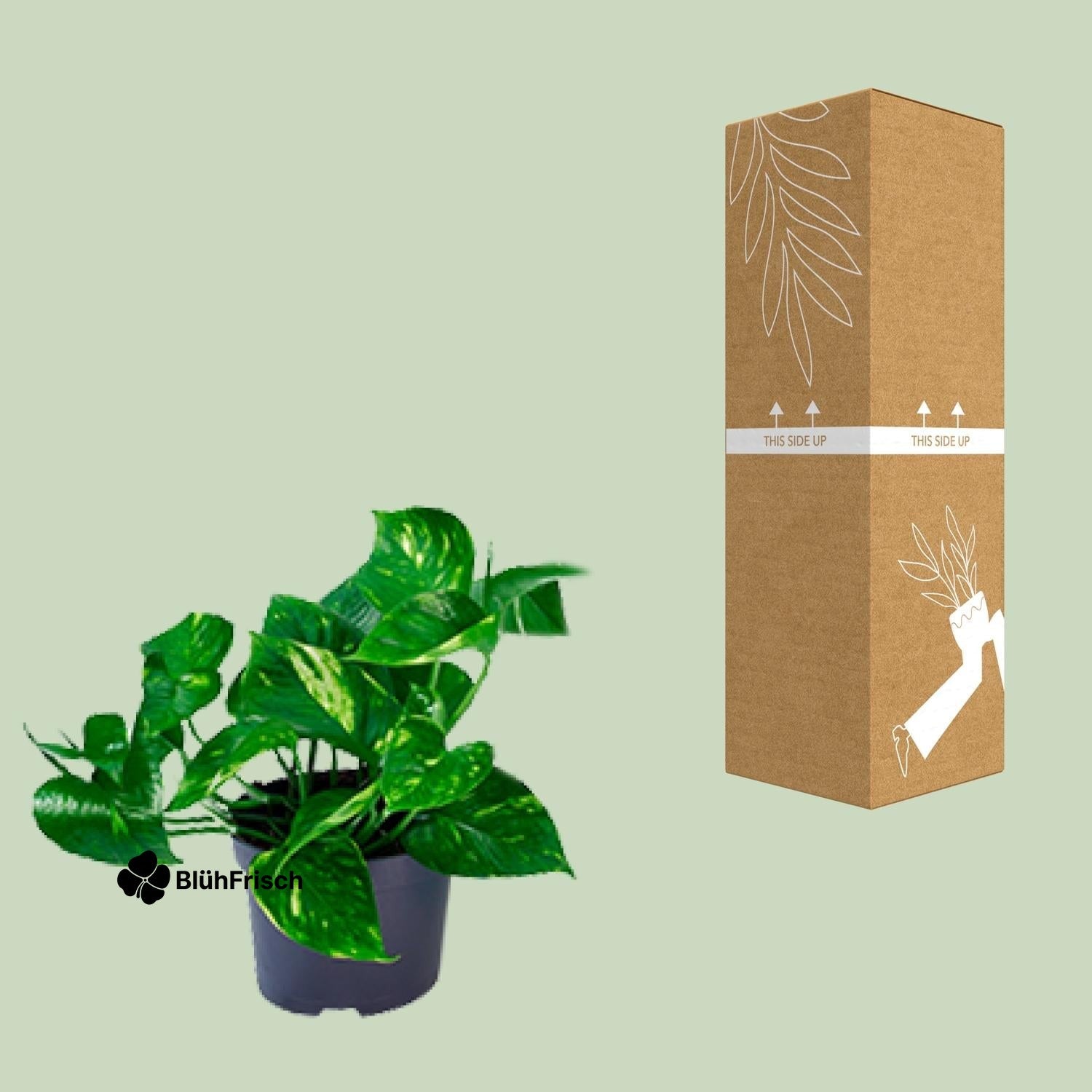 Epipremnum Aureum - Ø12cm - ↕20cm