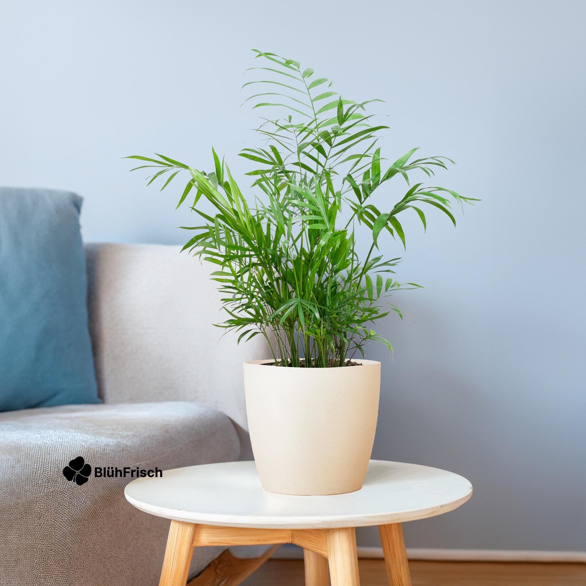 Chamadorea Elegans mit Viber weiß - 55cm - Ø17