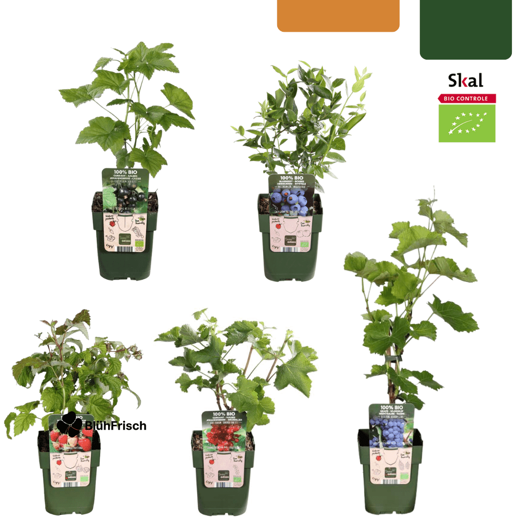 „Früchte-Oase“ BIO Obstpflanzen-Mix – Set mit 5 verschiedenen Sorten