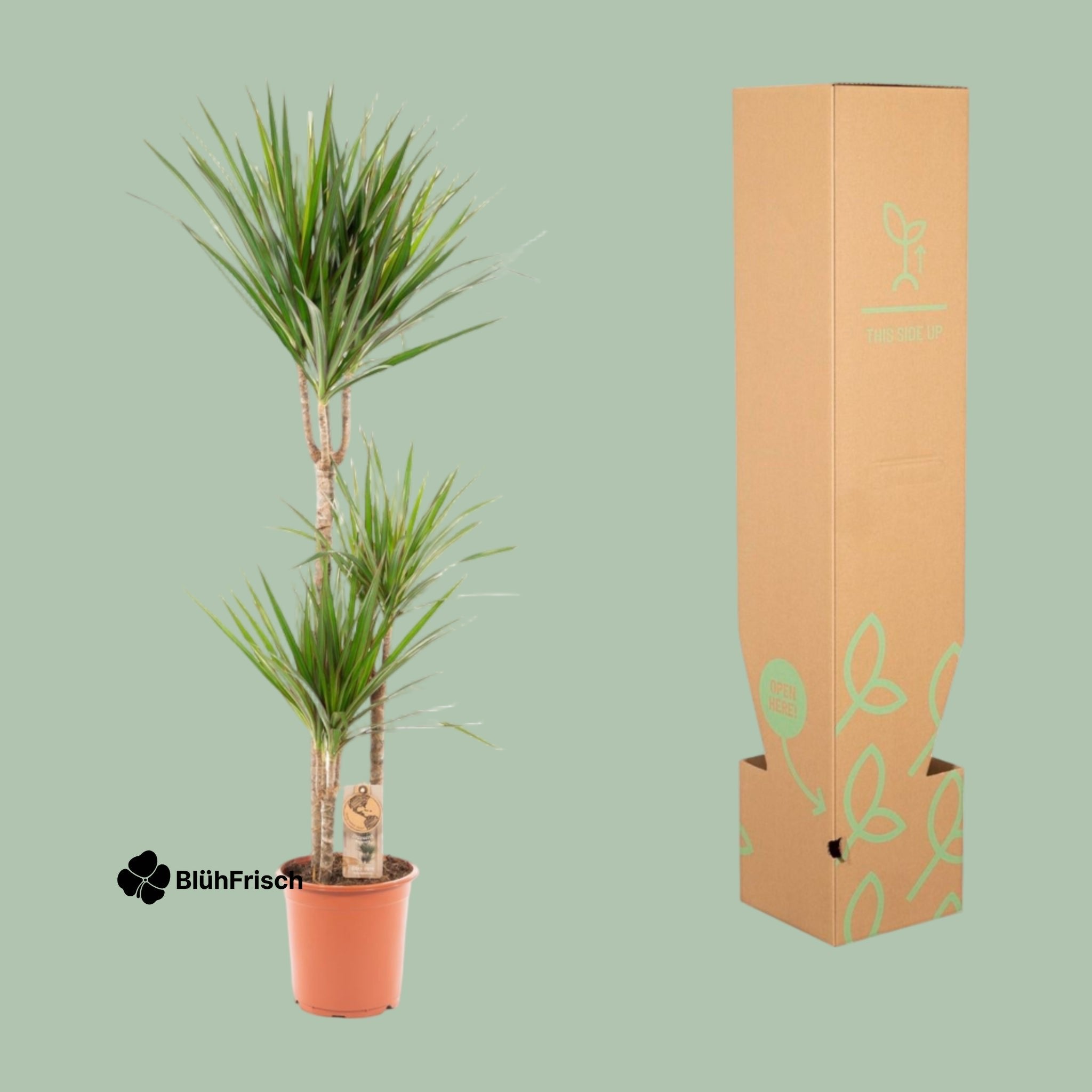 Dracaena Marginata - Ø21cm - ↕120cm