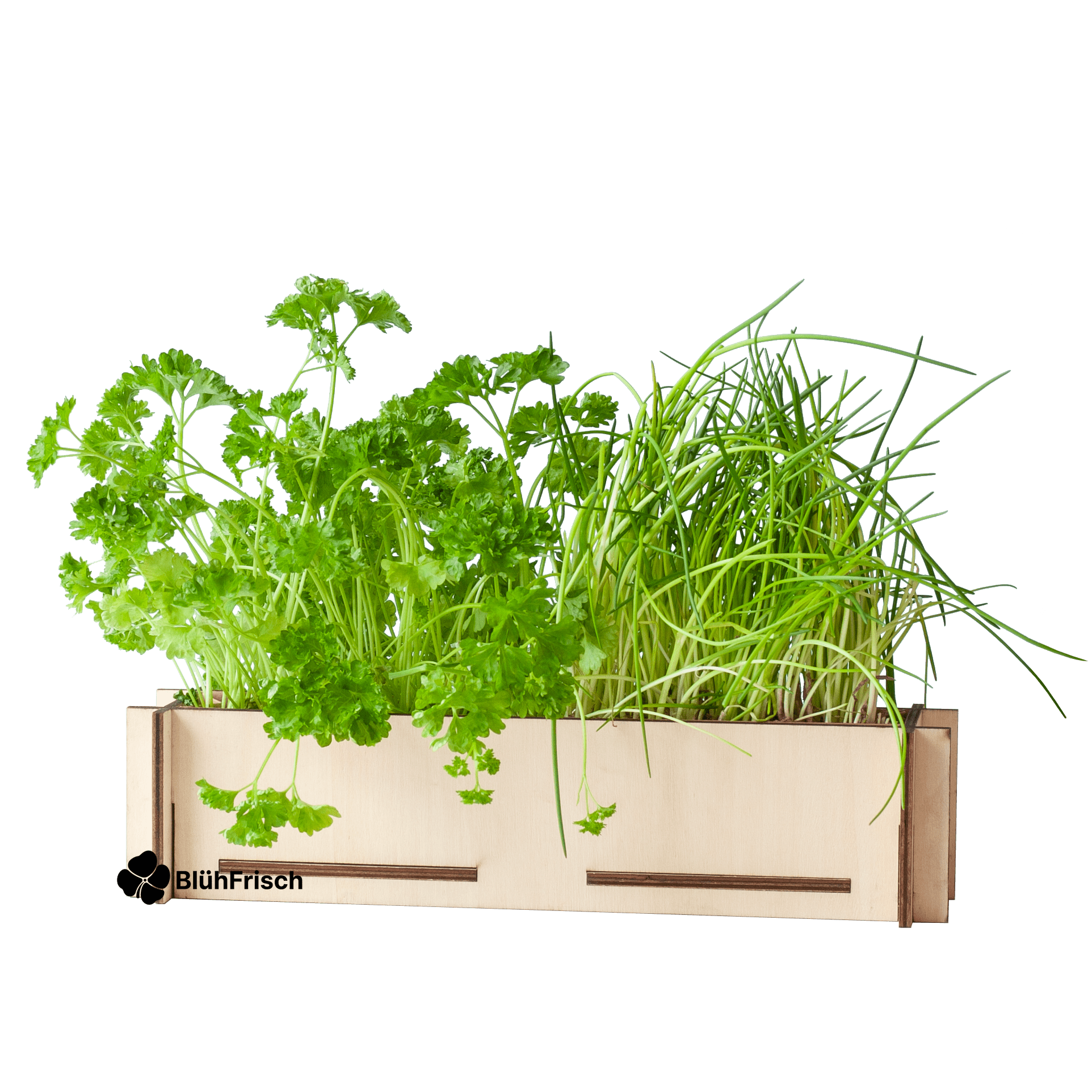 Kräuterpost - Petersiliensamen und Schnittlauchsamen, inkl. Anzuchttablett aus Holz