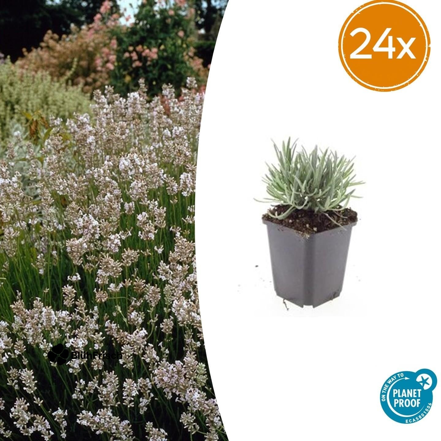 24x Lavandula int. 'Edelweiss' - ↕10-25cm - Ø9cm