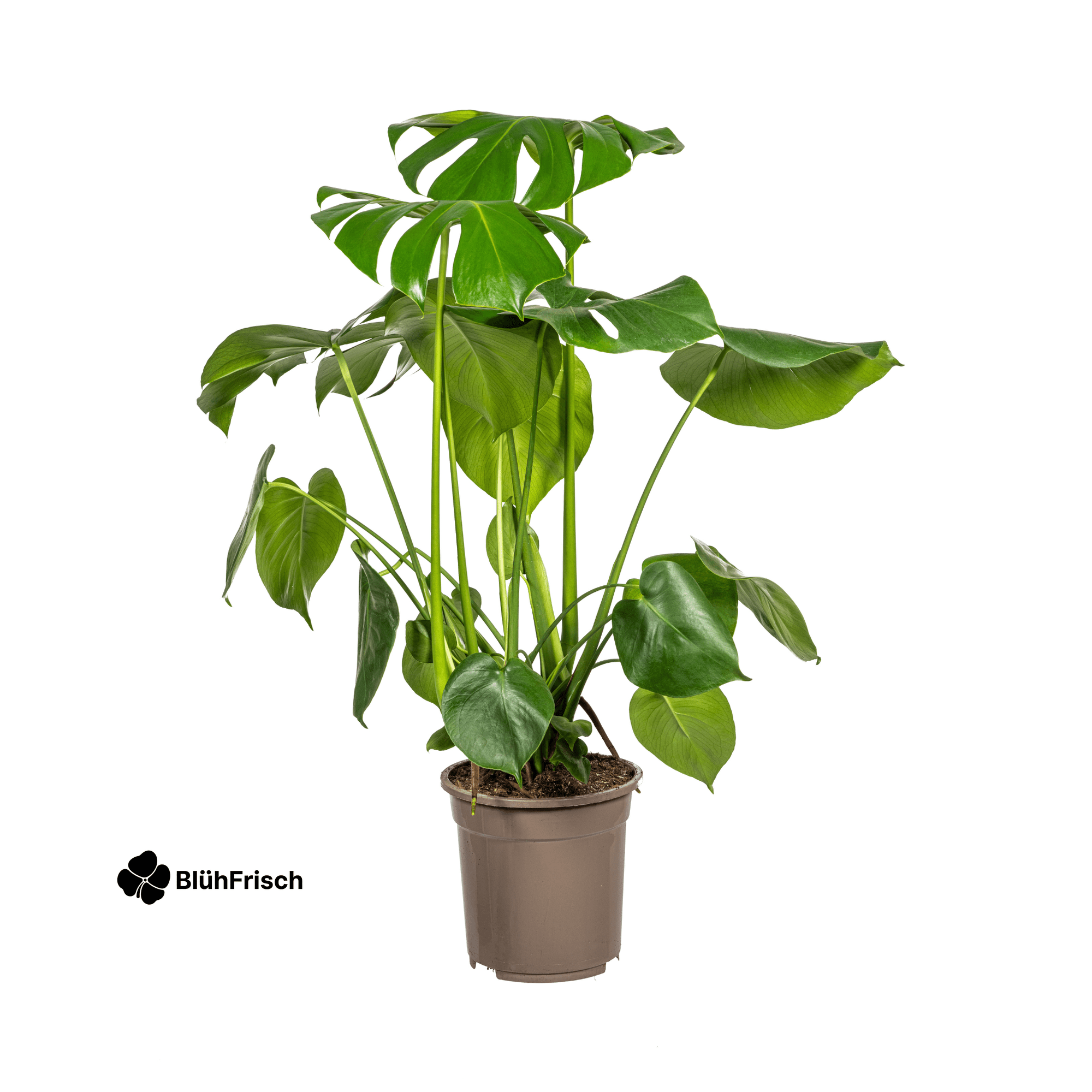 Monstera Deliciosa Tauerii Ø21cm - ↕70 - 90cm