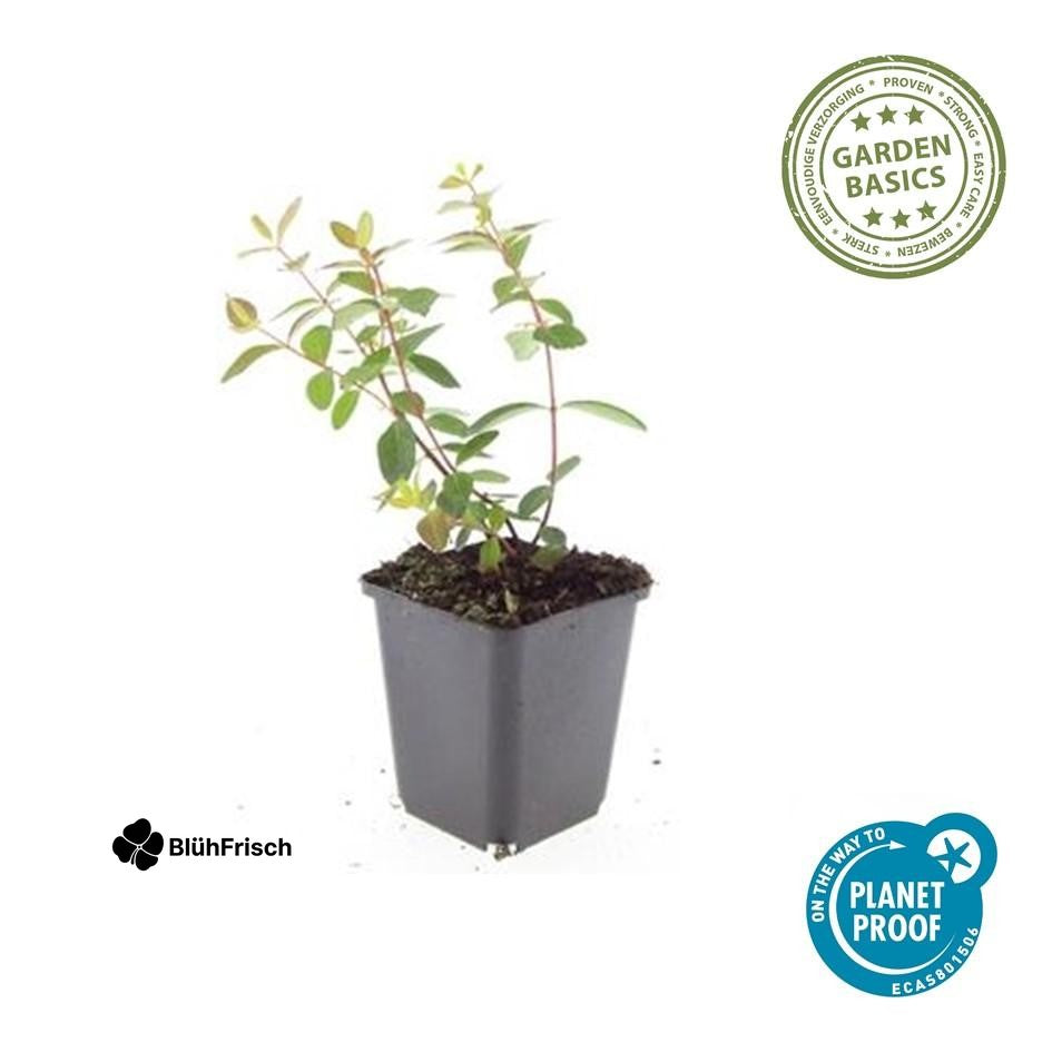 24x Hypericum dummeri 'Peter Dummer' - ↕10-25cm - Ø9cm