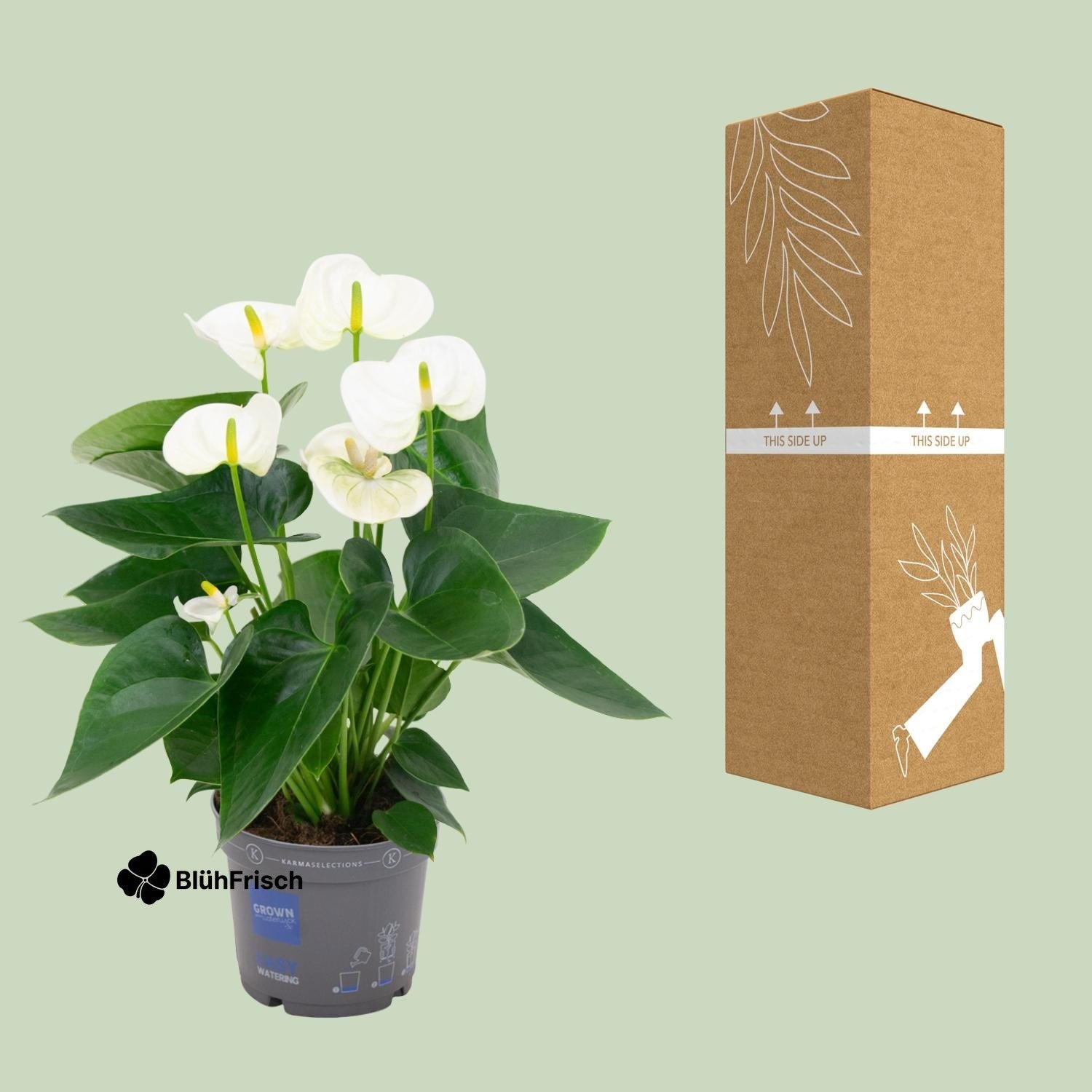Anthurium White - Ø12cm - ↕43cm