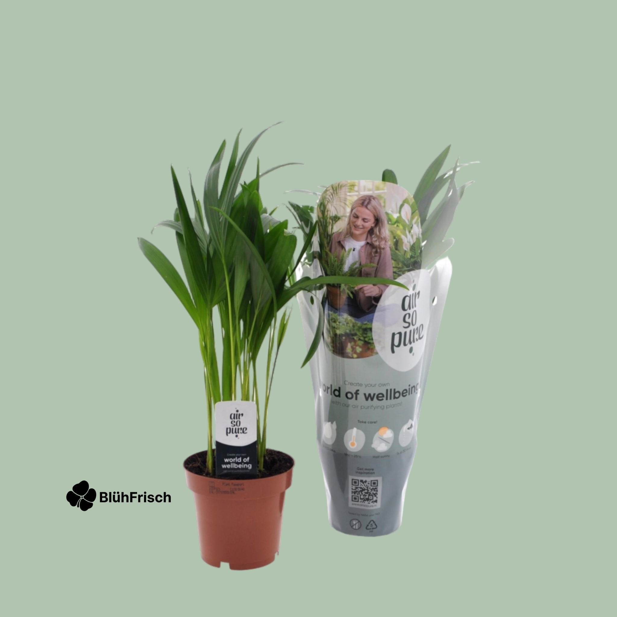 Dypsis Lutescens Goldfruchtpalme - Ø12cm - ↕40cm