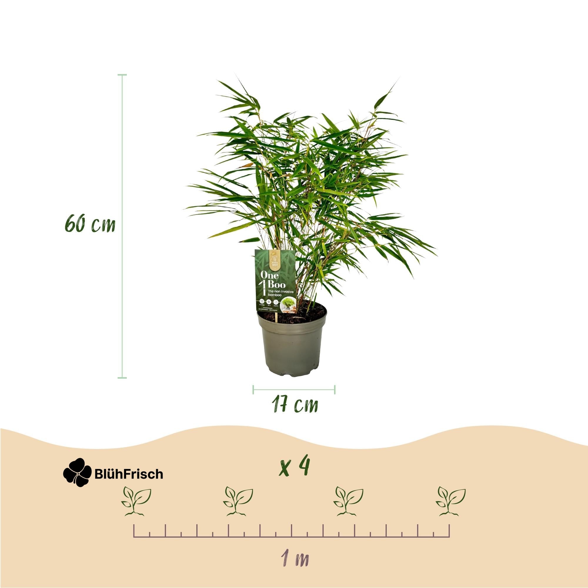 GreenboutiQ - Bambus - Fargesia rufa - Grün - 2 Pflanzen - Immergrün - Nicht Ausbreitend - Topf 17cm Höhe 60cm