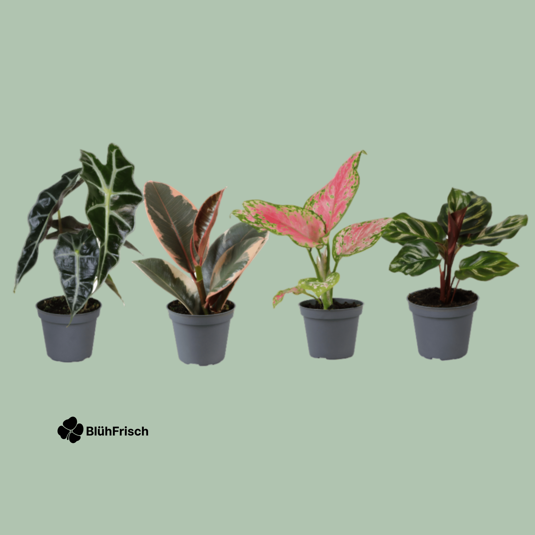 Babypflanzen-Überraschungsbox - Ø6cm - ↕5cm - x4