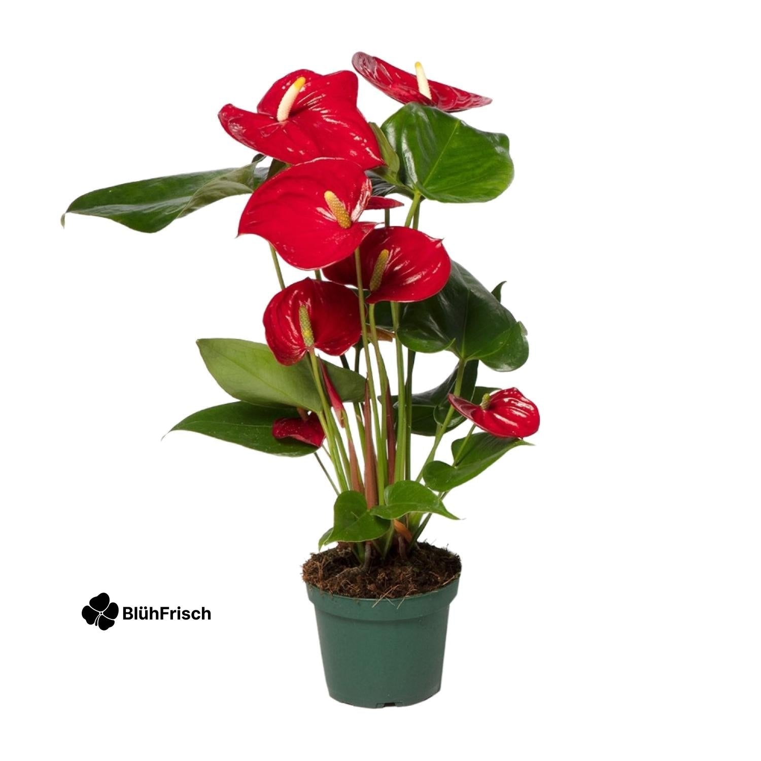 Anthurium Red - Ø17cm - ↕55cm - Ø12cm - ↕40cm