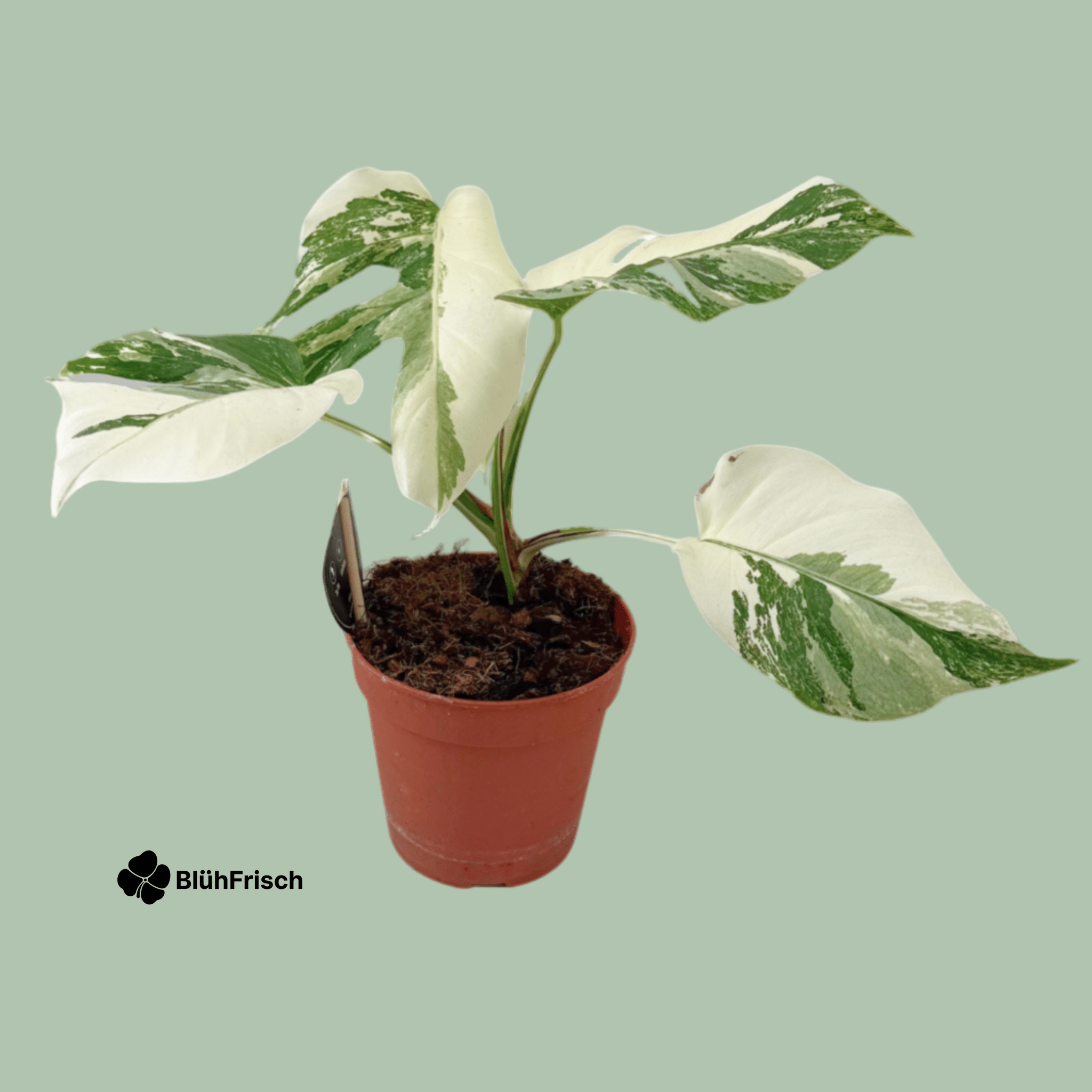 Monstera Deliciosa Variegata Super White - Ø15cm - ↕35-40cm