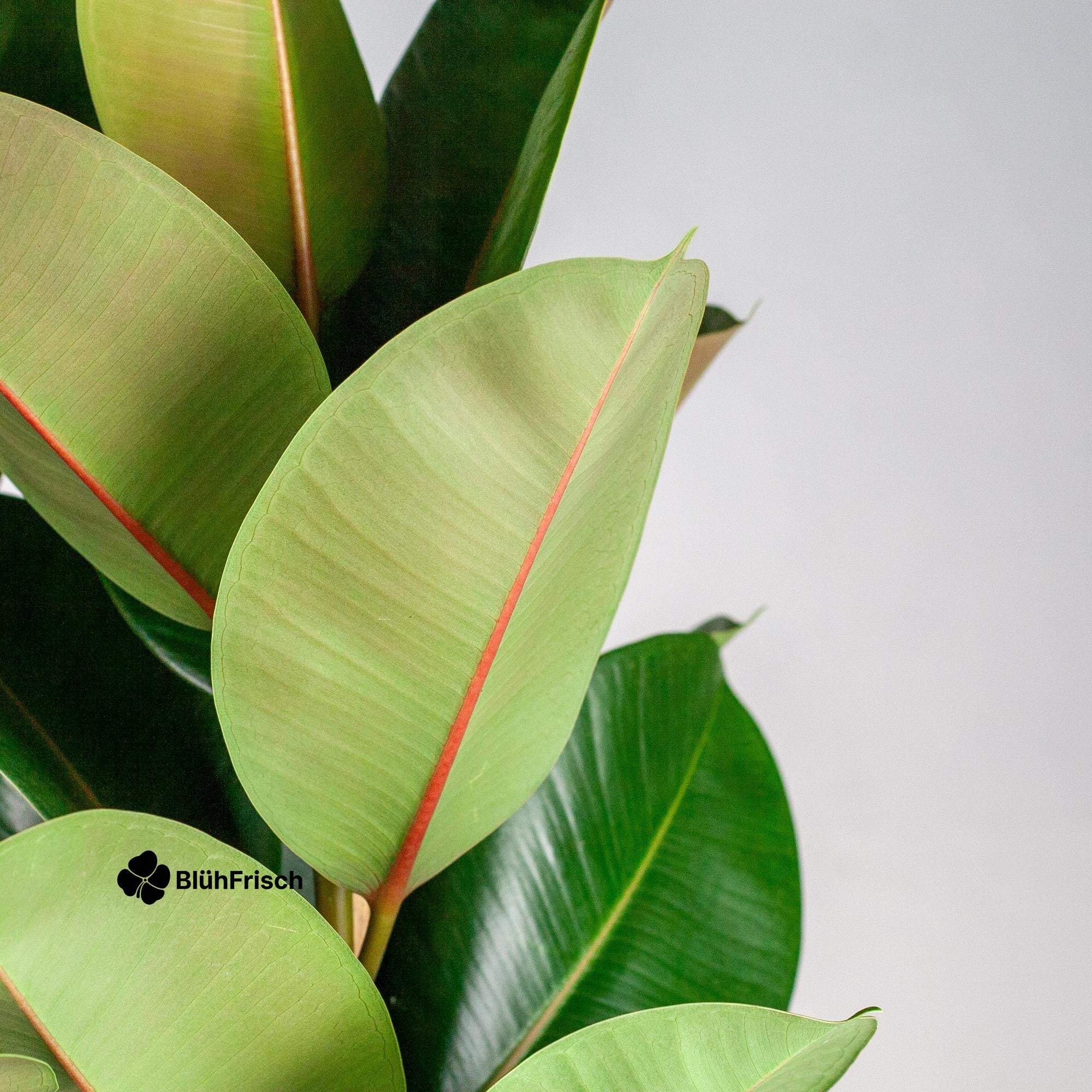 Ficus Elastica Robusta XL mit Korb Torun - 90cm - Ø27