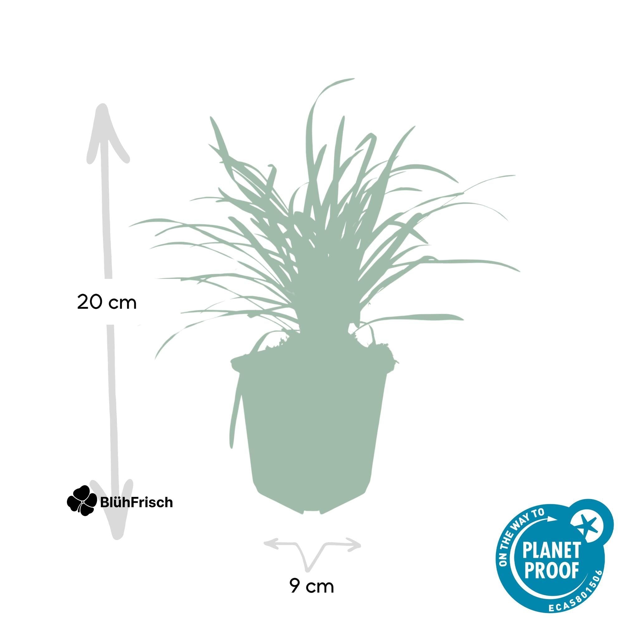 24x Liriope muscari 'Big Blue' - ↕10-25cm - Ø9cm