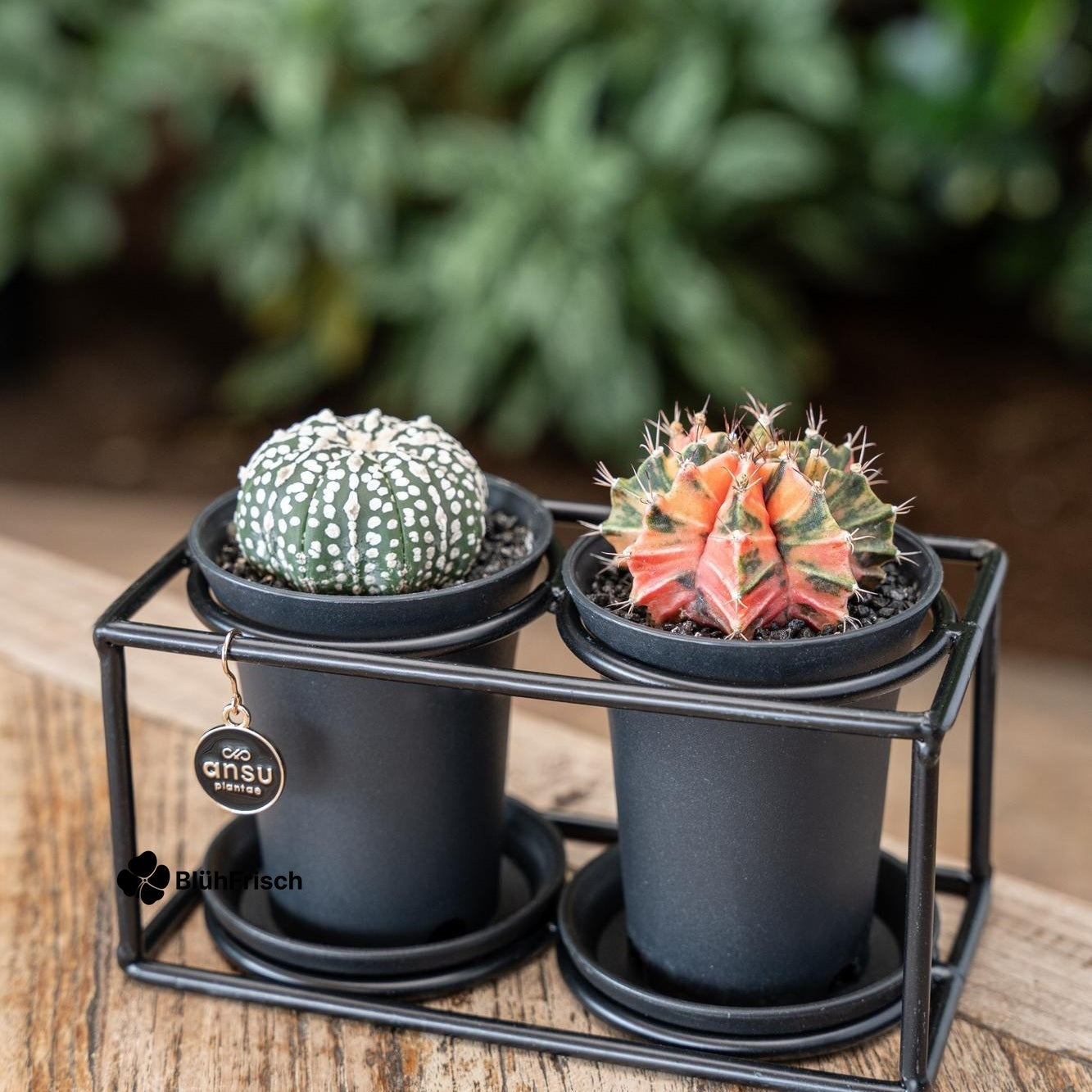 Cactus Duo In Design Frame - Ø17cm - ↕12cm