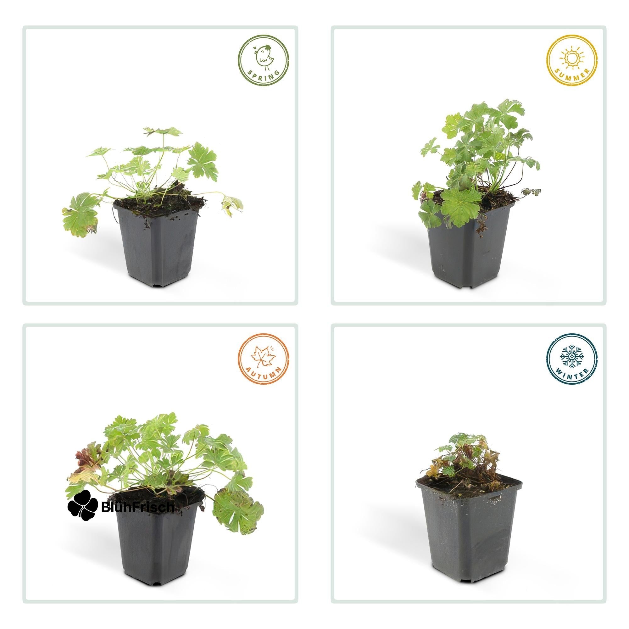 24x Geranium cant. 'Biokovo' - ↕10-25cm - Ø9cm