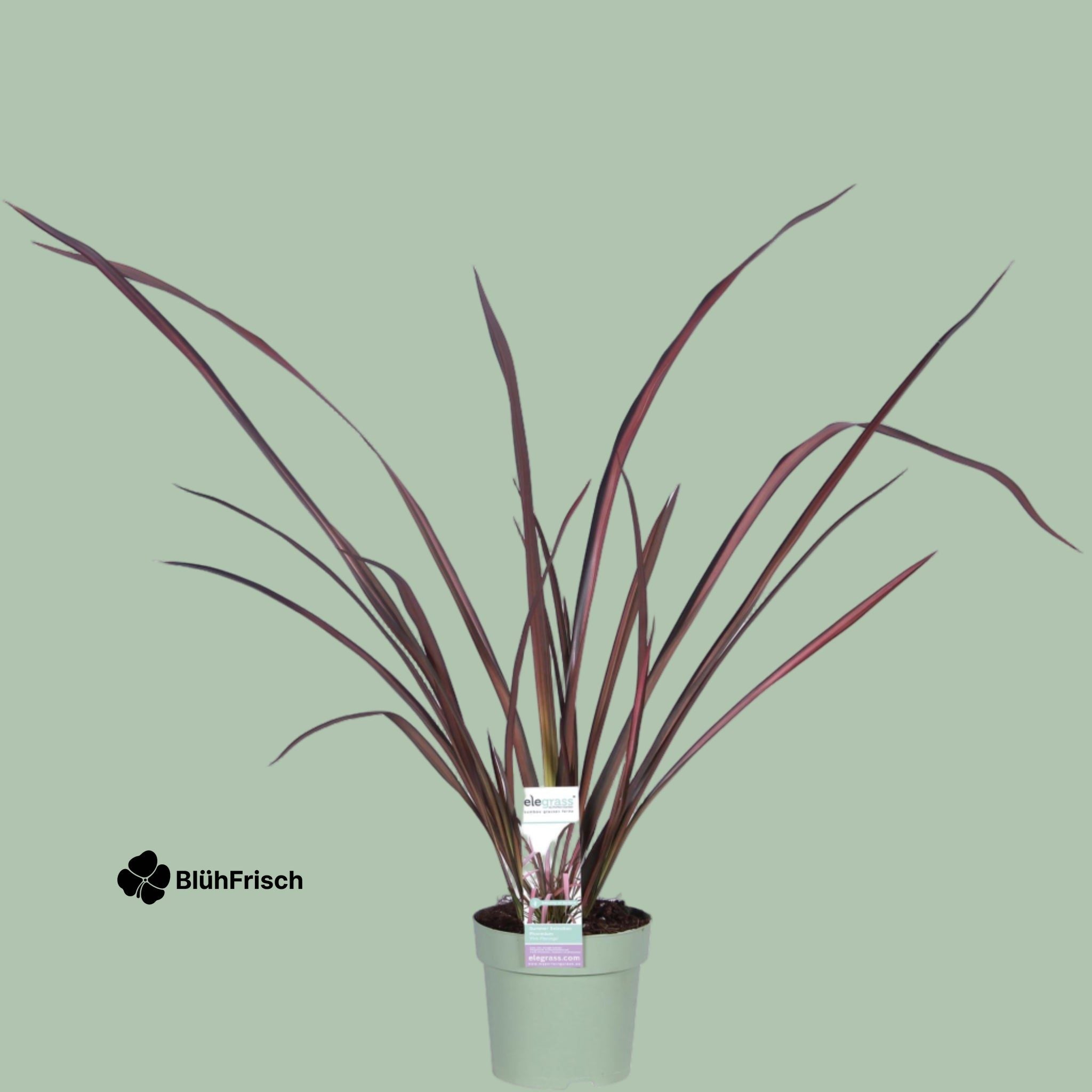 Phormium Neuseeländischer Flachs - Ø14cm - ↕50cm