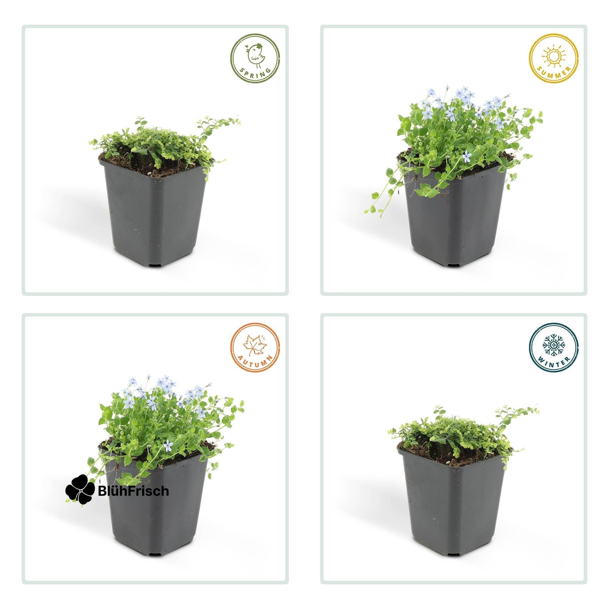 24x Isotoma fluviatilis - ↕10-25cm - Ø9cm