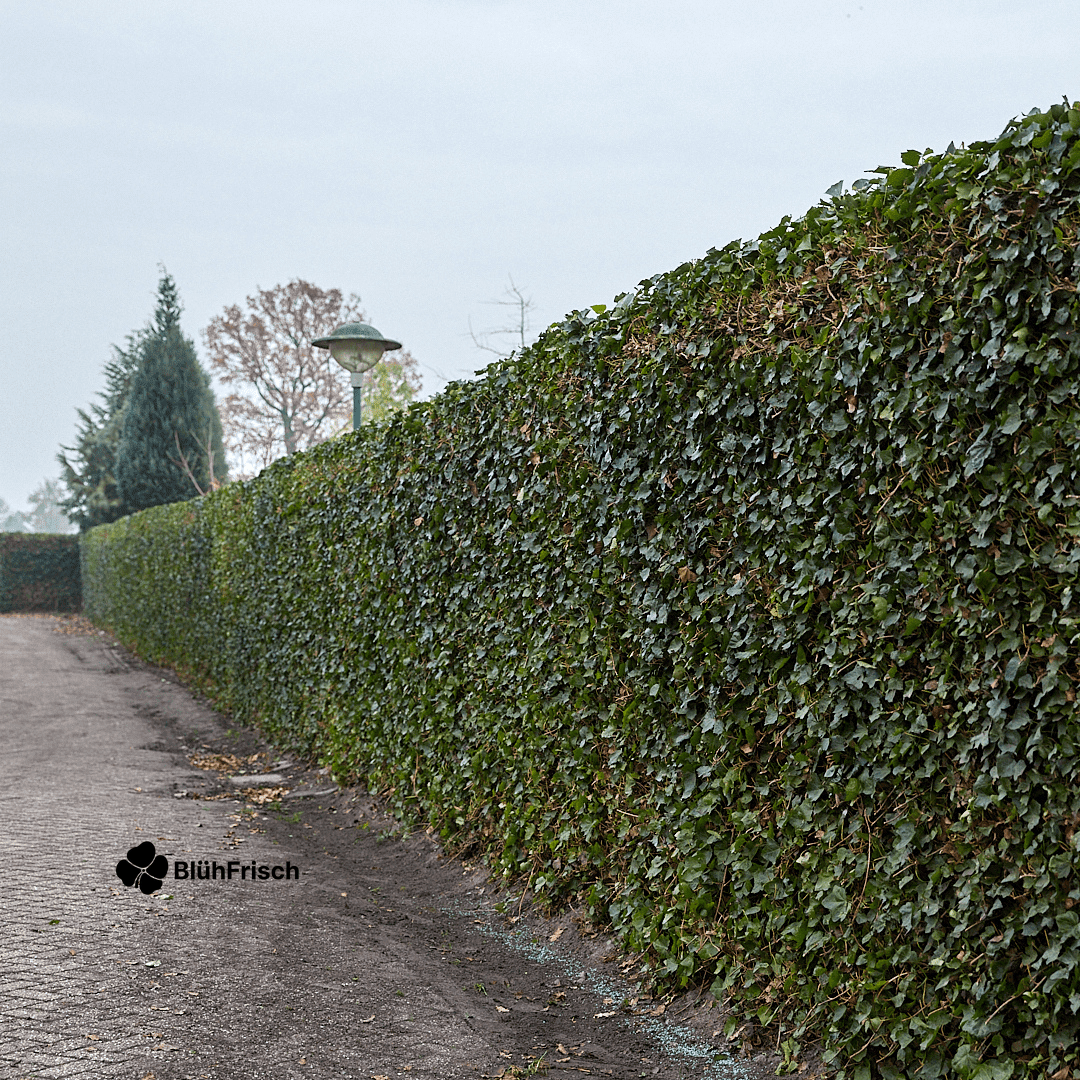Hedera Hibernica - Efeu - Fertighecke - ↨150 cm