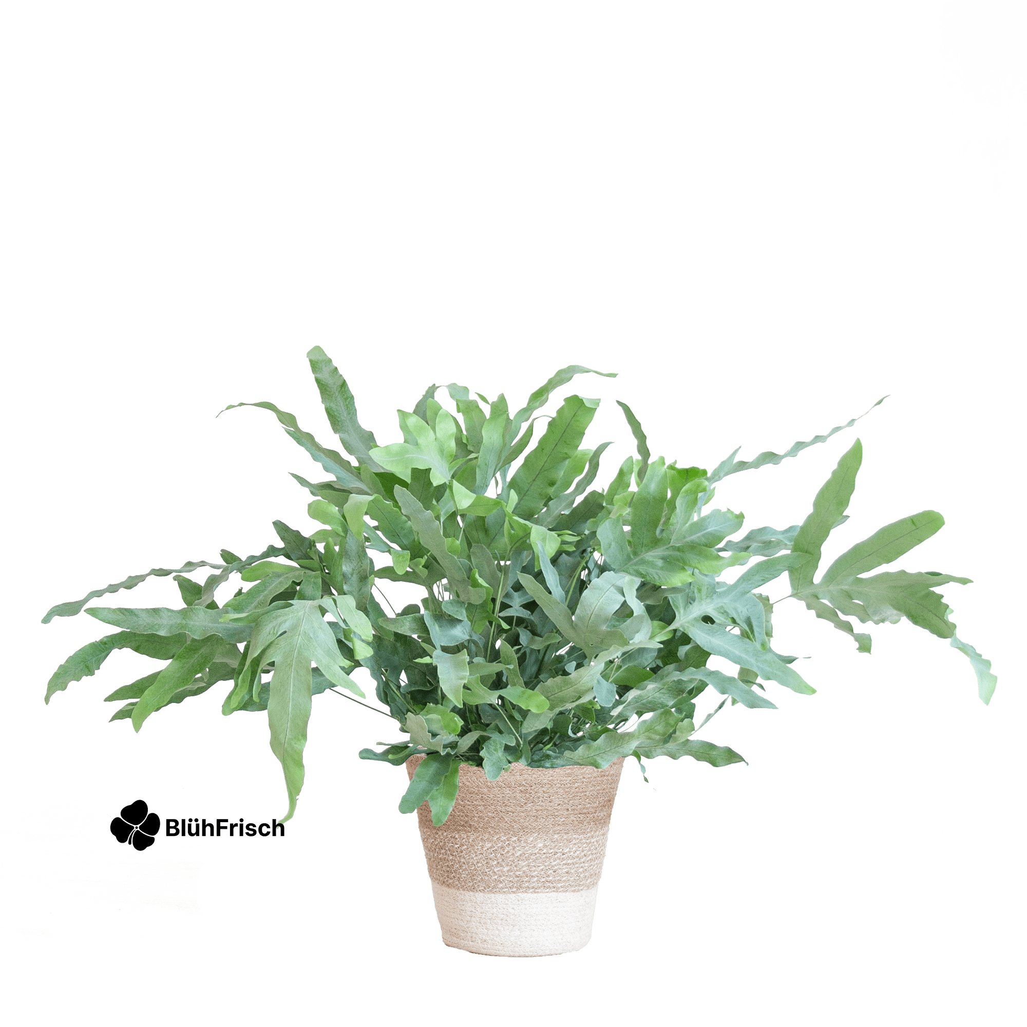 Phlebodium Aureum 'Blue Star' mit Korb Lissabon weiß - 40cm - Ø17