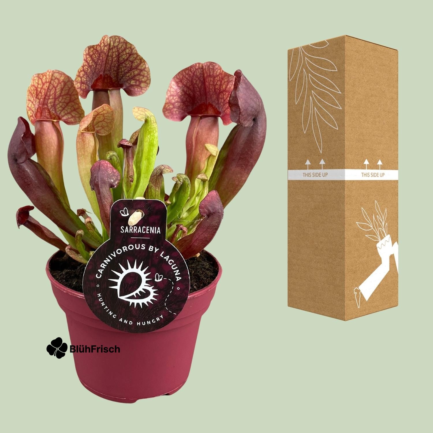 Sarracenia Catesbaei - Ø12cm - ↕23cm