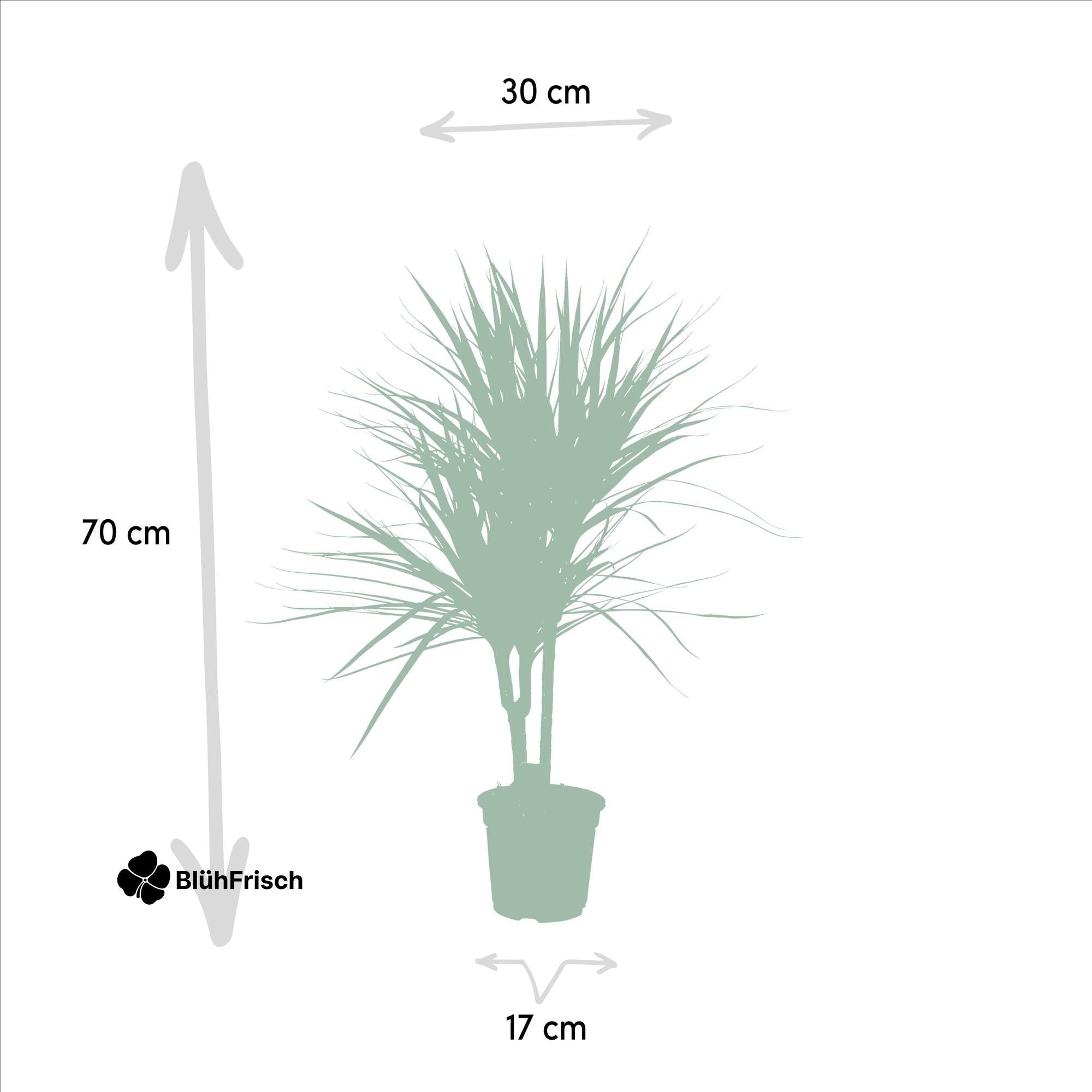 Dracaena Marginata - Ø17cm - ↕90cm