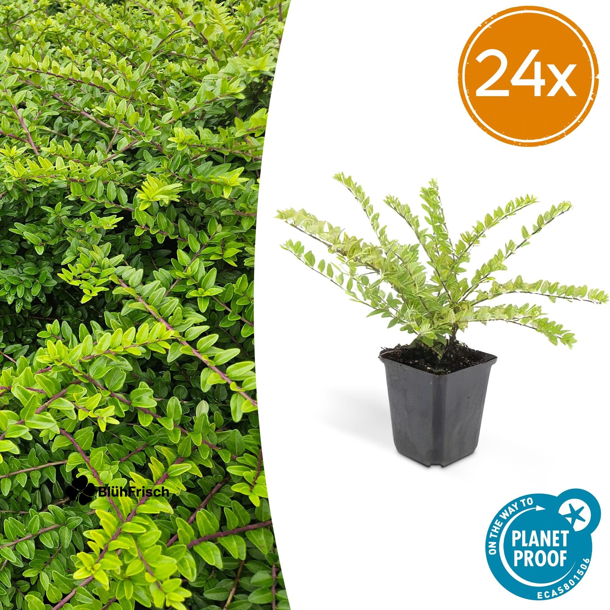 24x Lonicera nit. 'Maigrün' - ↕10-25cm - Ø9cm