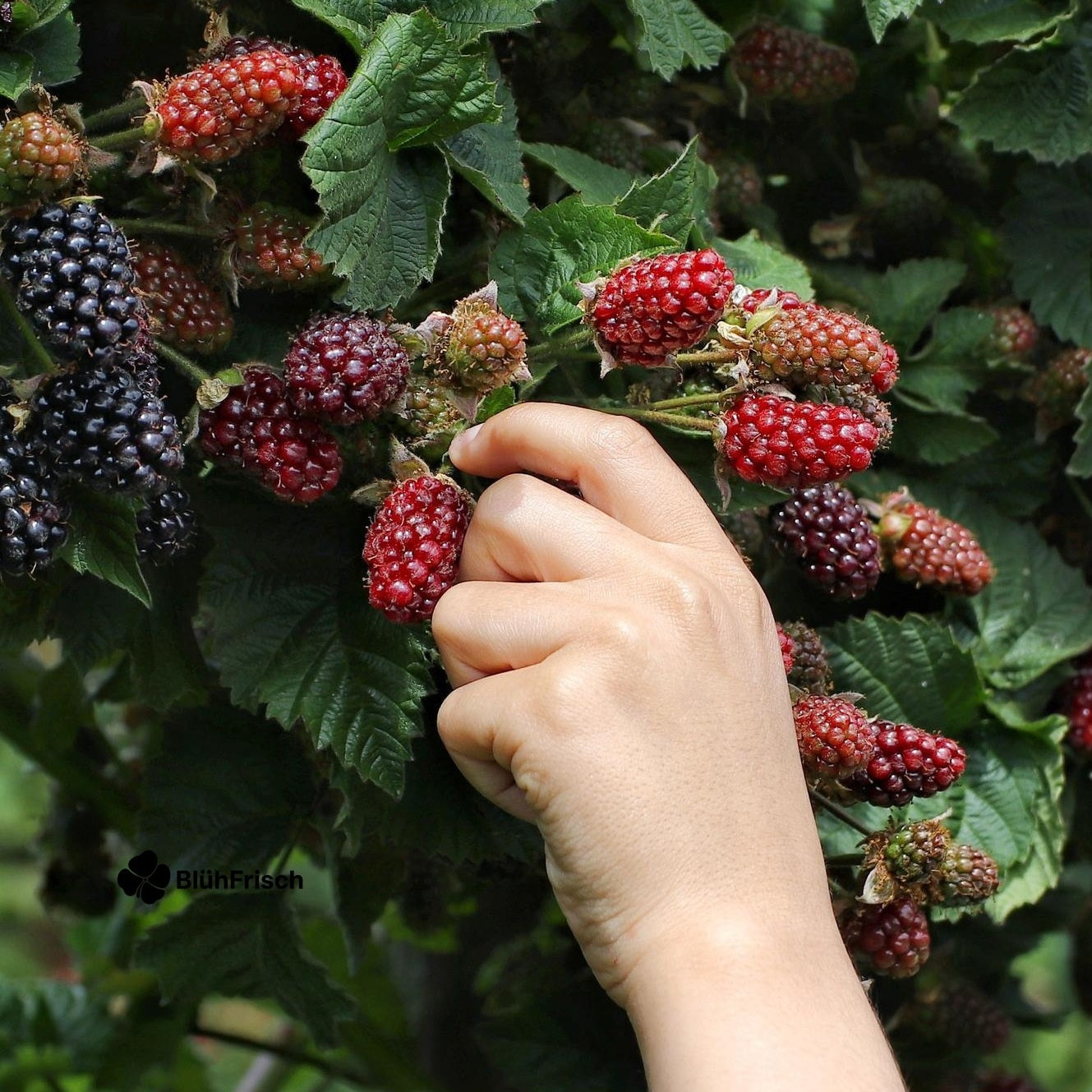 Rubus fruticosus 'Thornless Evergreen' - Dornenlose Brombeere - Ø13cm - ↕45cm
