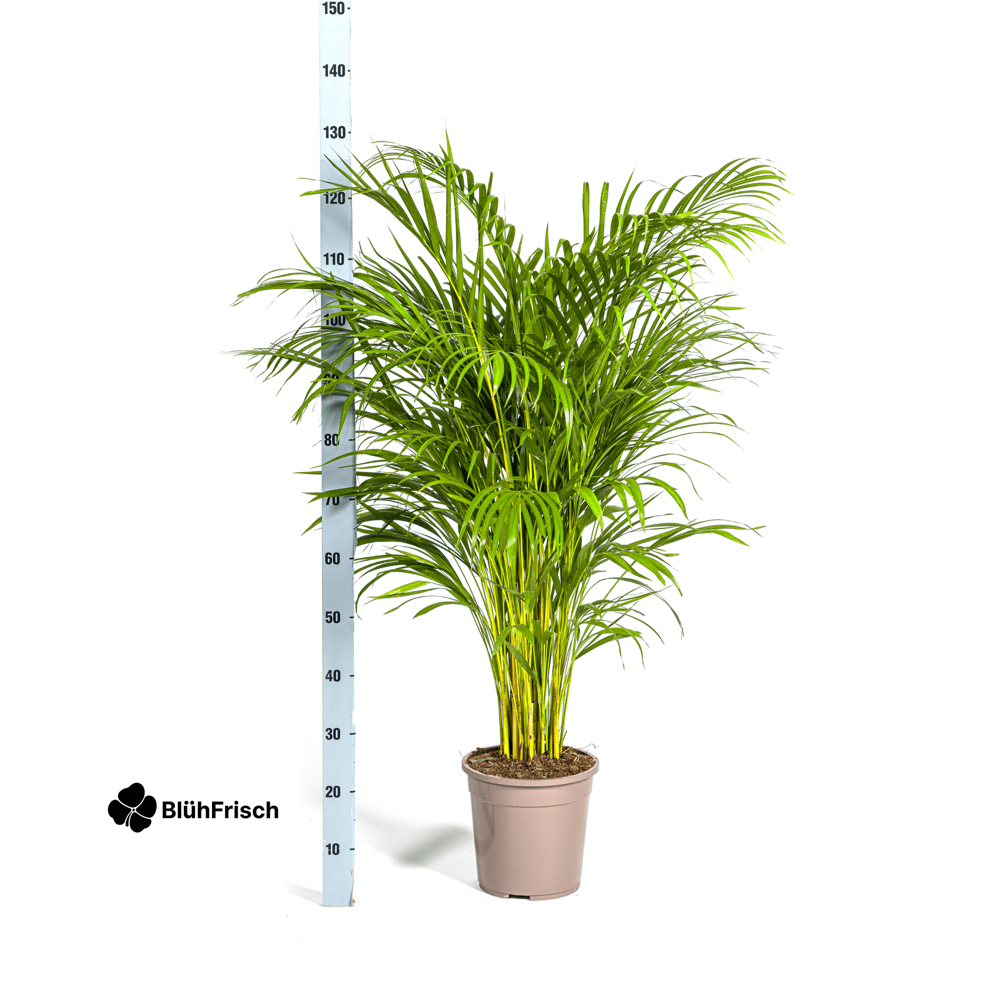 Dypsis Areca Lutescens mit Korb 120 - 140cm