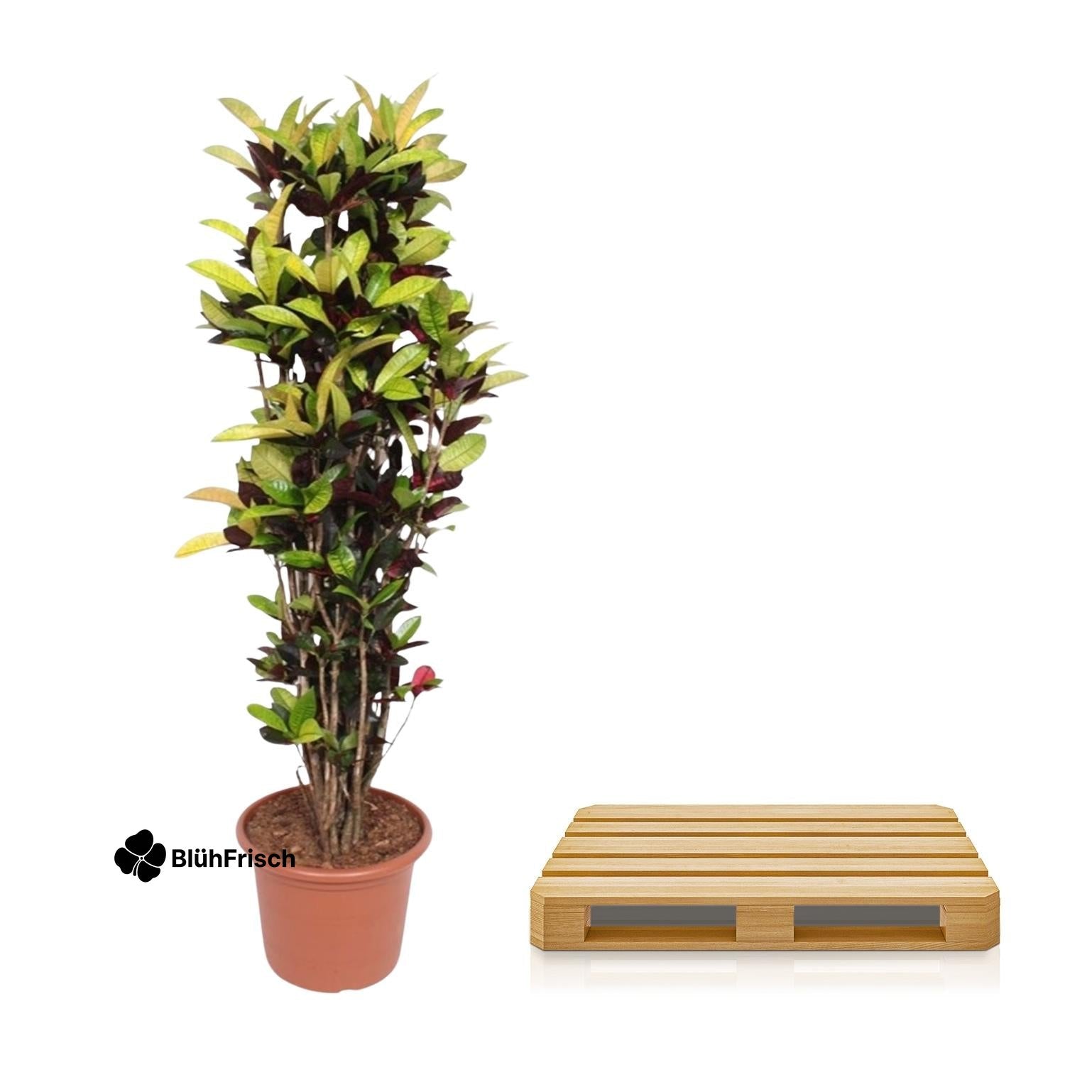 Codiaeum Iceton Croton Iceton - 190 cm - ø45