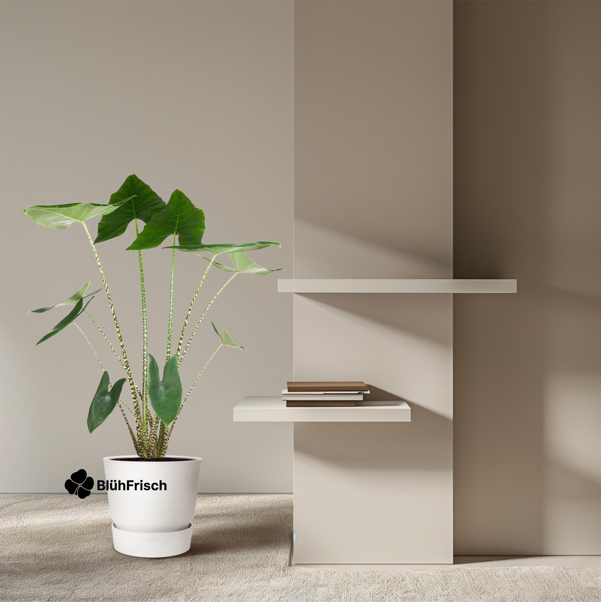 Alocasia Zebrina - 130 cm - ø32