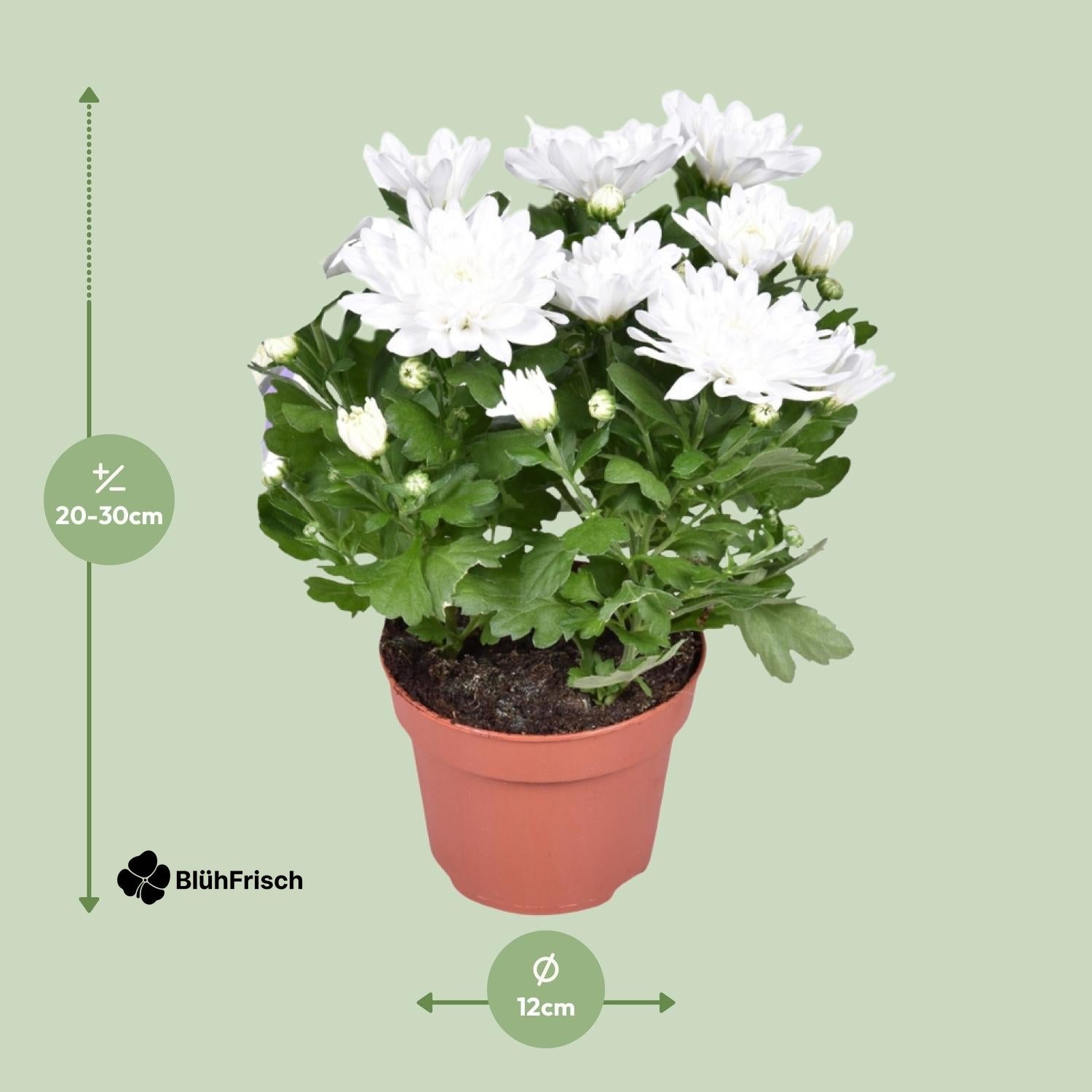 Chrysant Brave - Ø12cm - ↕26cm