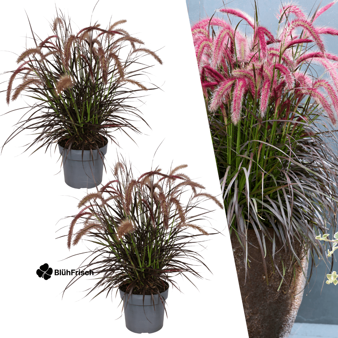 2 x Pennisetum 'Tiny Tails' - Ø19 cm - ↨ 40-50 cm