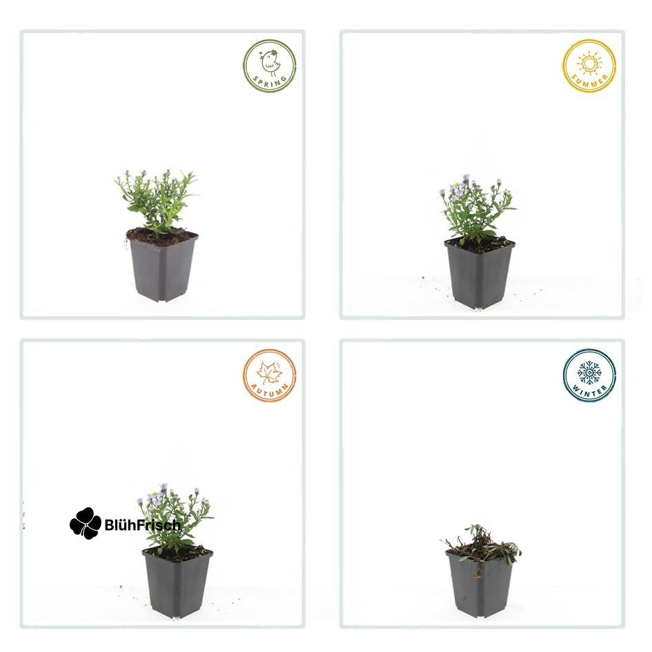 24x Aster D 'Prof. Anton Kippenberg' - ↕10-25cm - Ø9cm