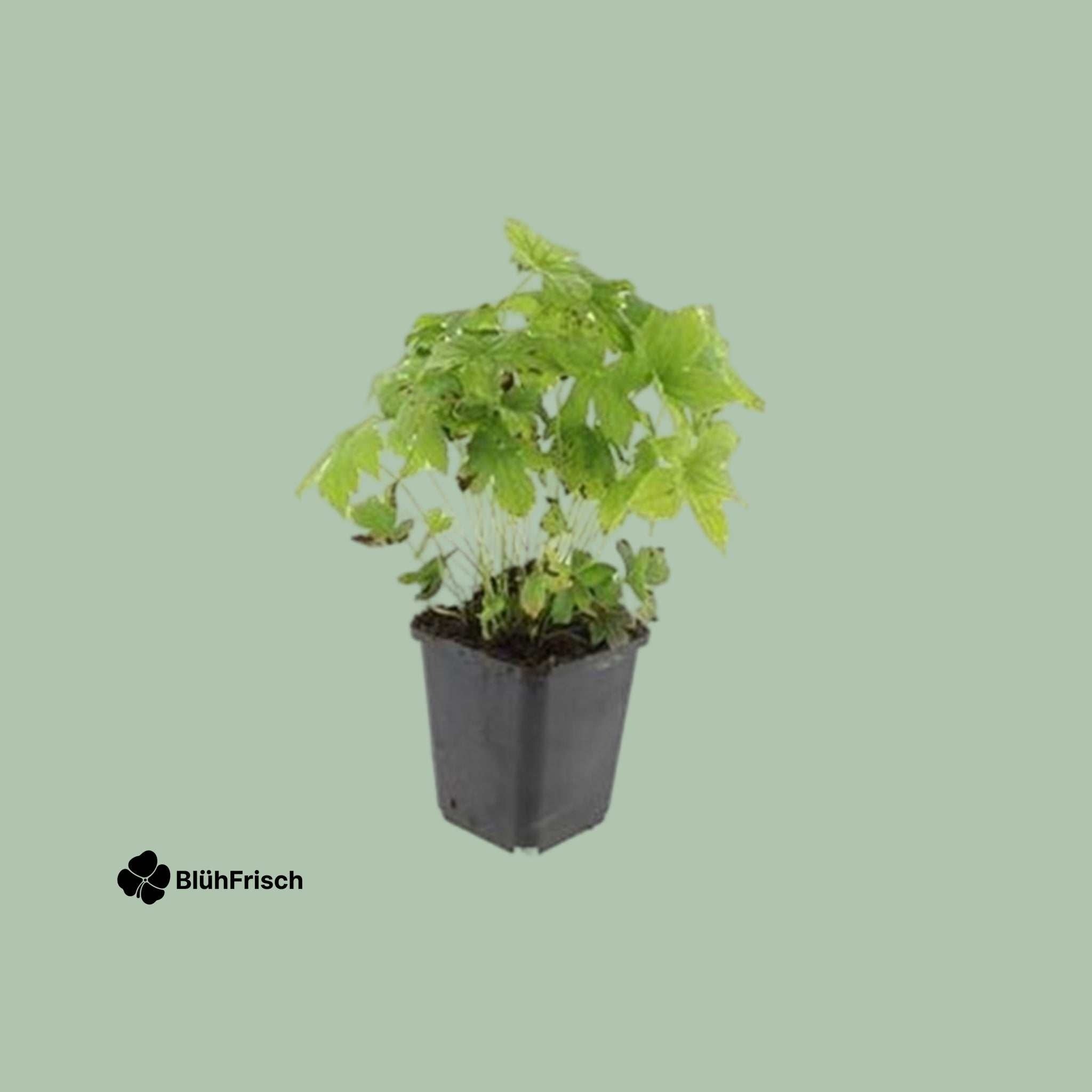 48x Geranium nodosum - ↕10-25cm - Ø9cm