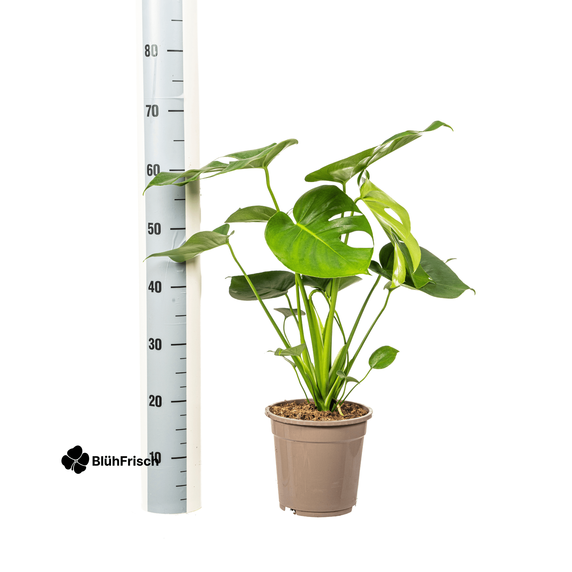 Monstera Deliciosa Tauerii Ø19cm - ↕70 - 90cm
