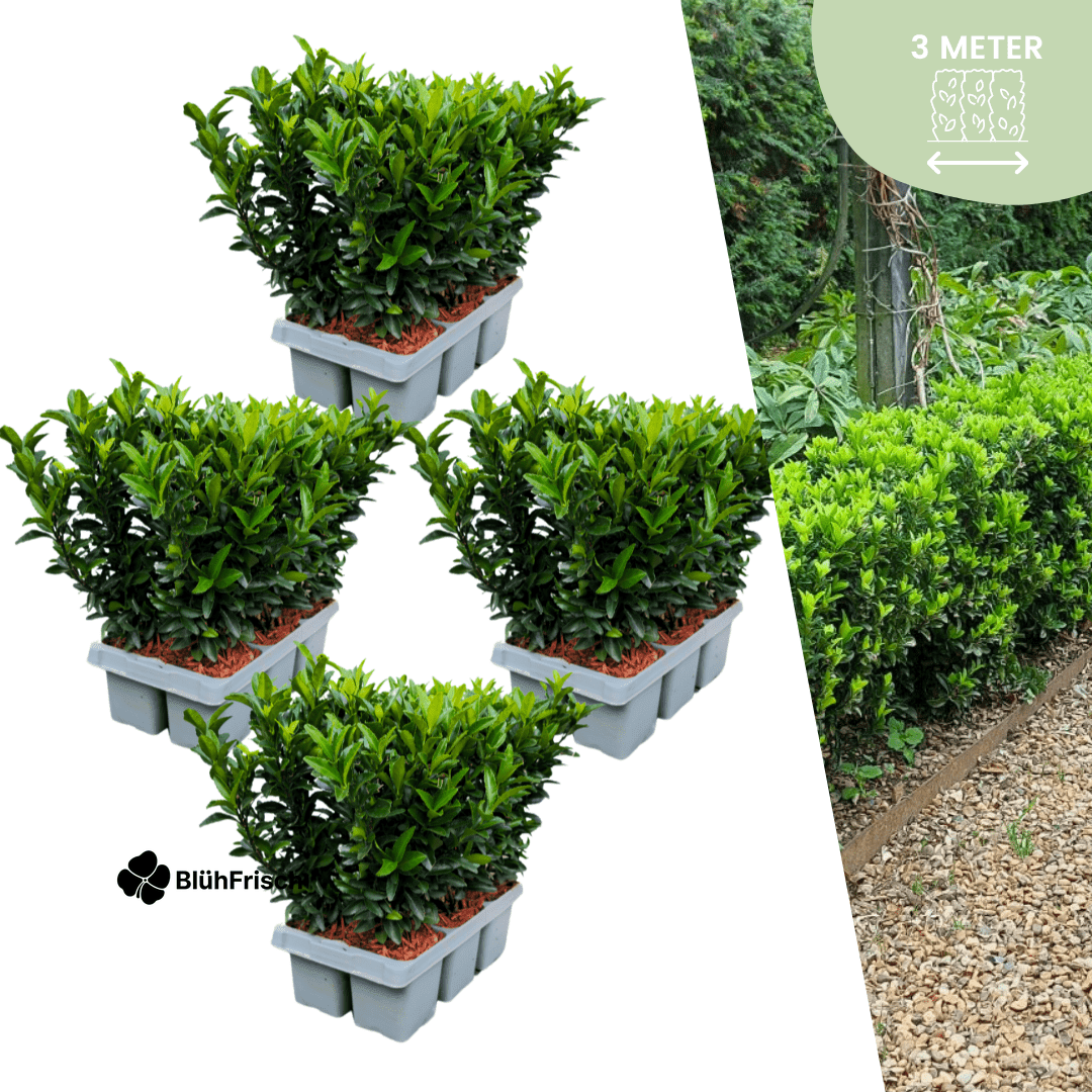 24 x Euonymus 'Green Spire' - 24 x Ø 7 cm - ↨ 15 cm