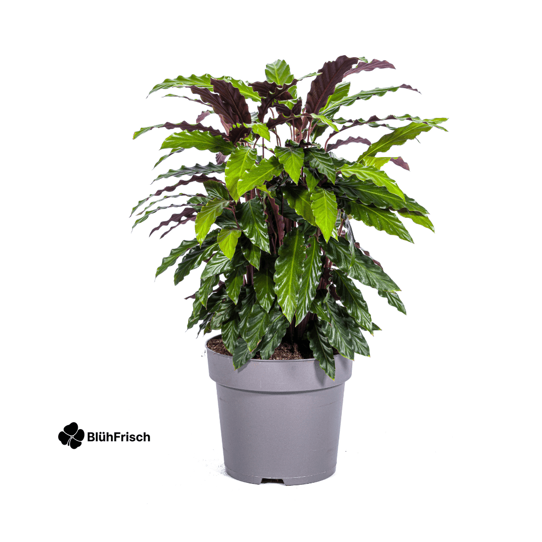 Calathea Rufibarba Ø27cm - ↕60 - 80cm
