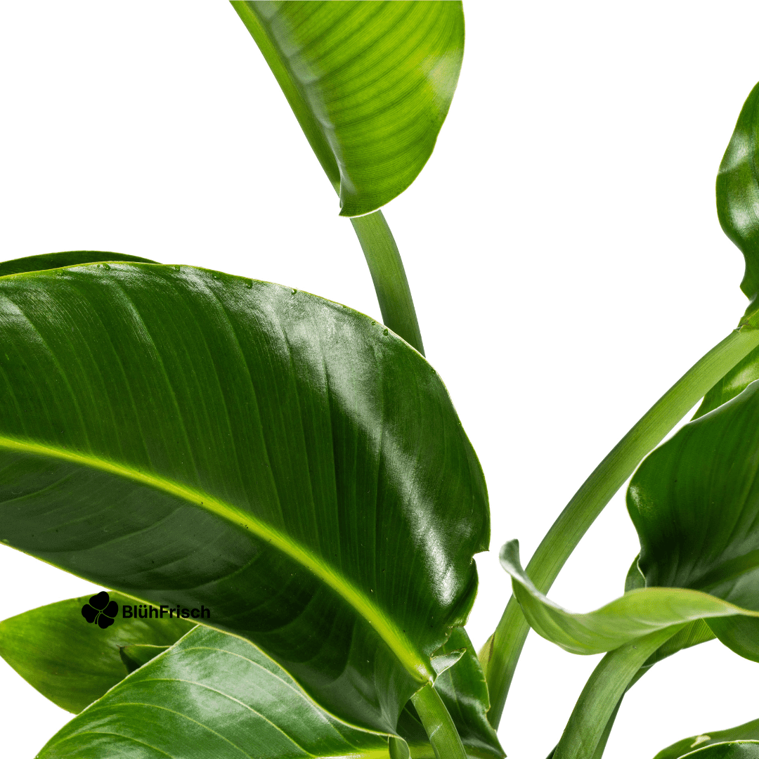 Strelitzia Nicolai Ø21cm - ↕90 - 110cm