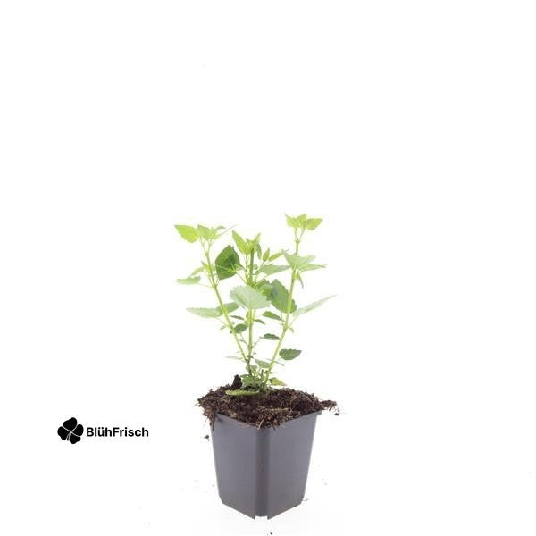 48x Agastache 'Blue Fortune' - ↕10-25cm - Ø9cm