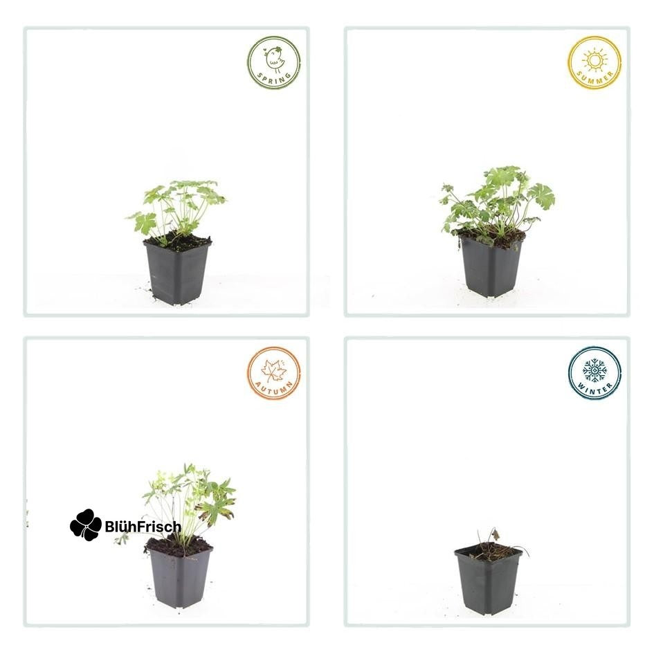24x Geranium sang. 'Album' - ↕10-25cm - Ø9cm