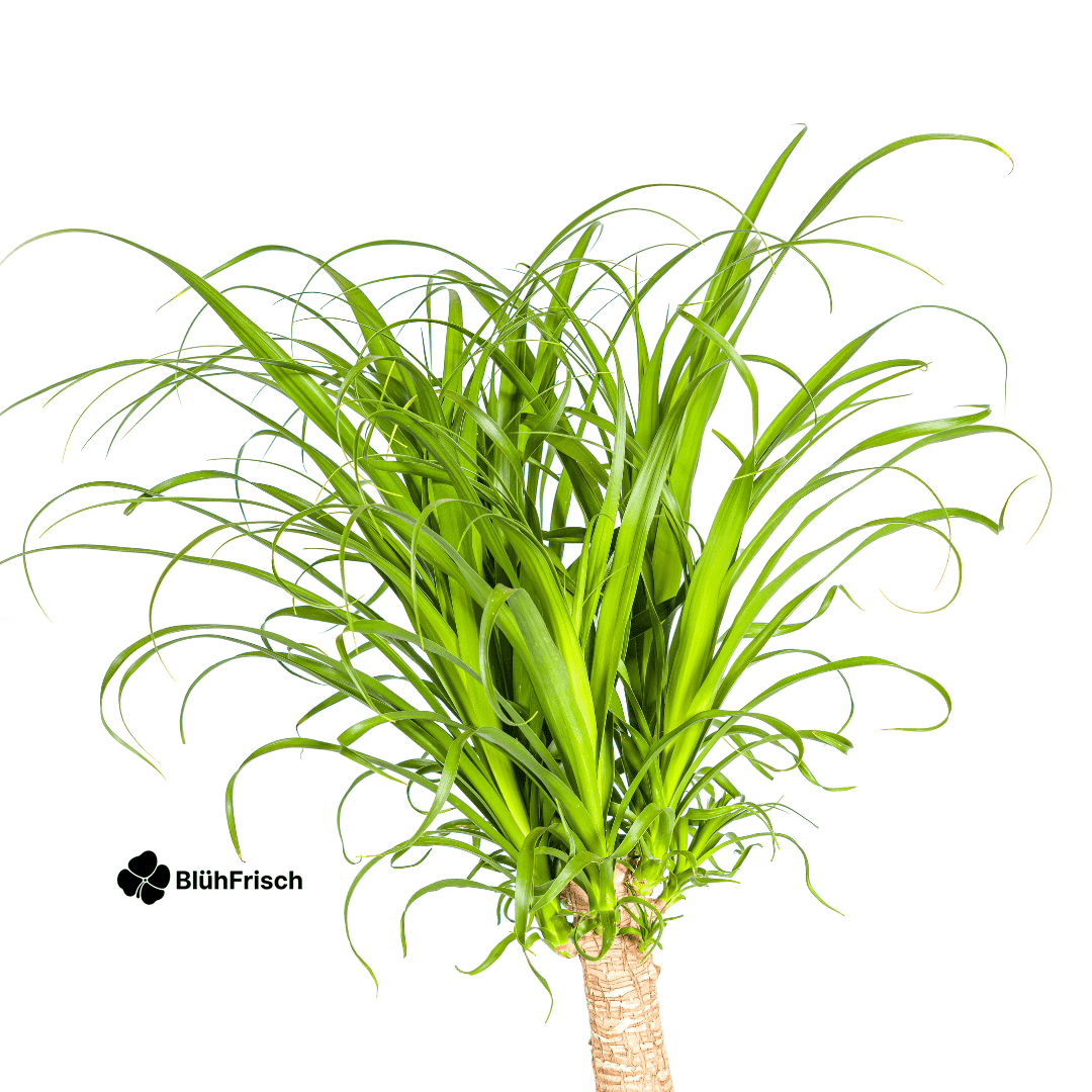 Beaucarnea Recurvata Stamm Ø27cm - ↕110 - 130cm