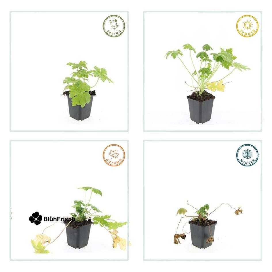 48x Geranium macr. 'Spessart' - ↕10-25cm - Ø9cm