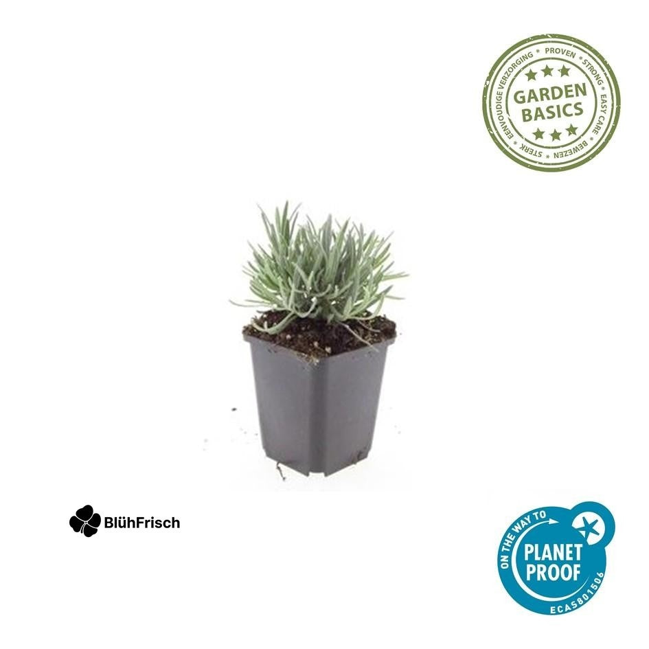 24x Lavandula int. 'Edelweiss' - ↕10-25cm - Ø9cm