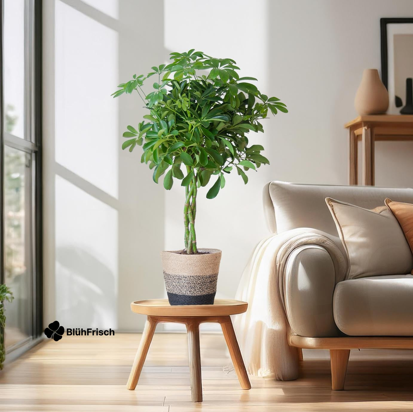 Schefflera Arab Nora mit Korb Lissabon Schwarz - 70cm - Ø21