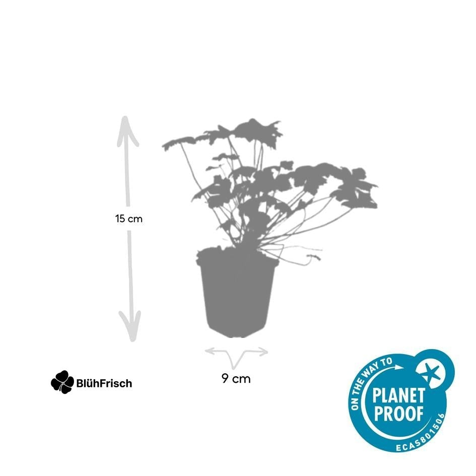 24x Geranium macr. 'Czakor' - ↕10-25cm - Ø9cm