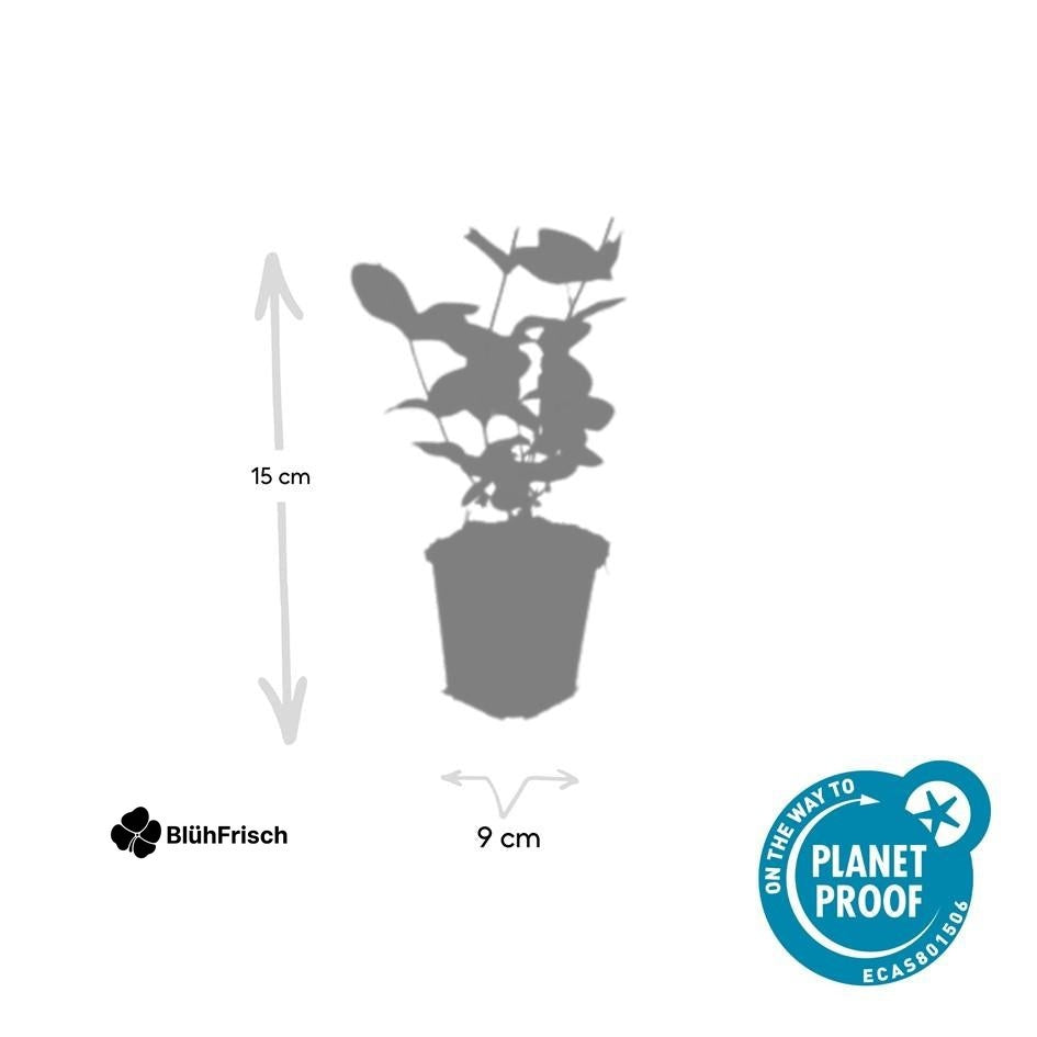 24x Hypericum inodorum 'Beauty' - ↕10-25cm - Ø9cm