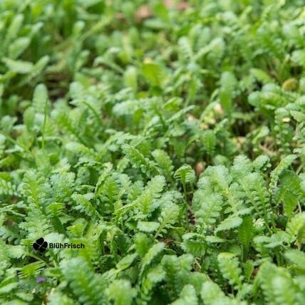 24x Leptinella squalida - ↕10-25cm - Ø9cm