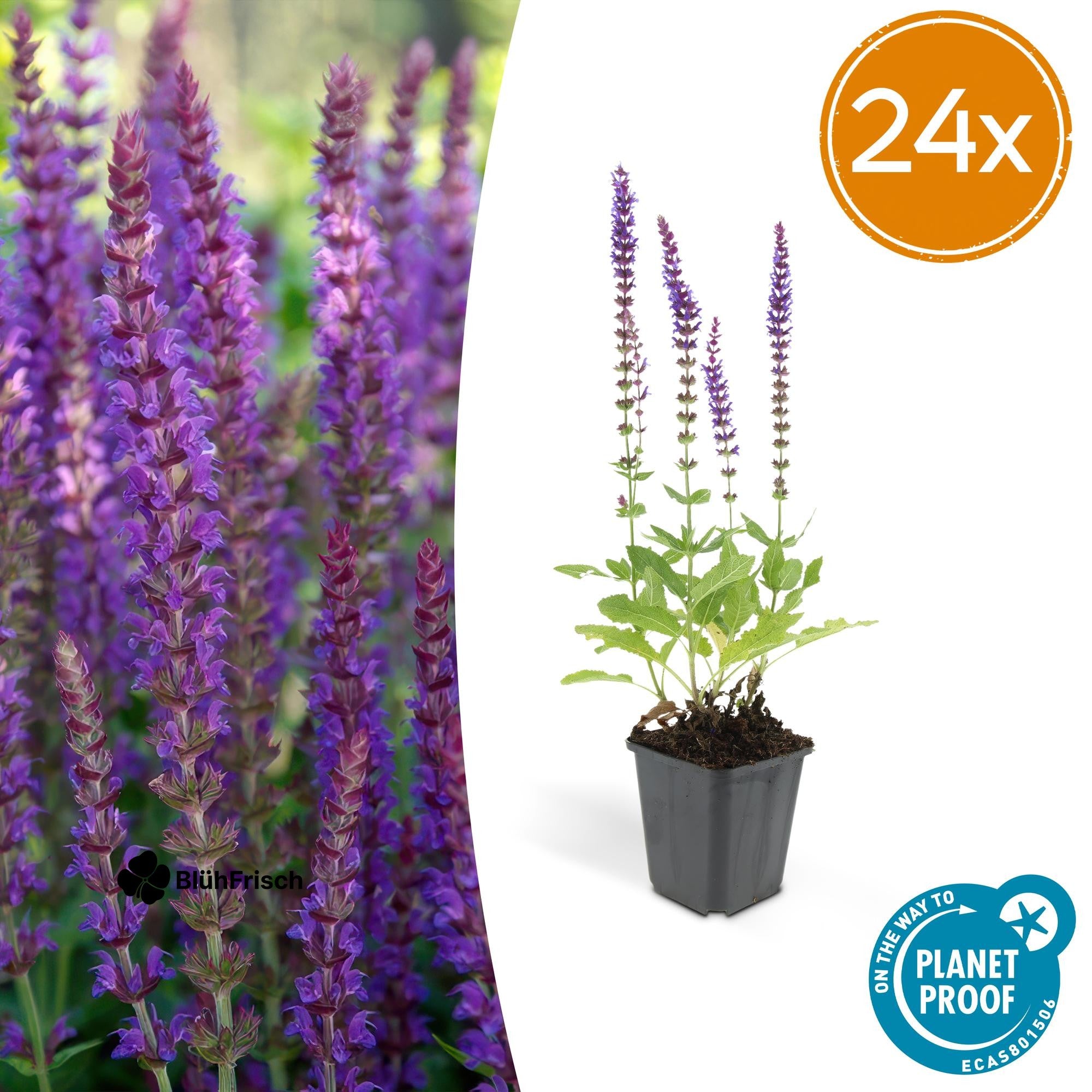 24x Salvia nem. 'Ostfriesland' - ↕10-25cm - Ø9cm