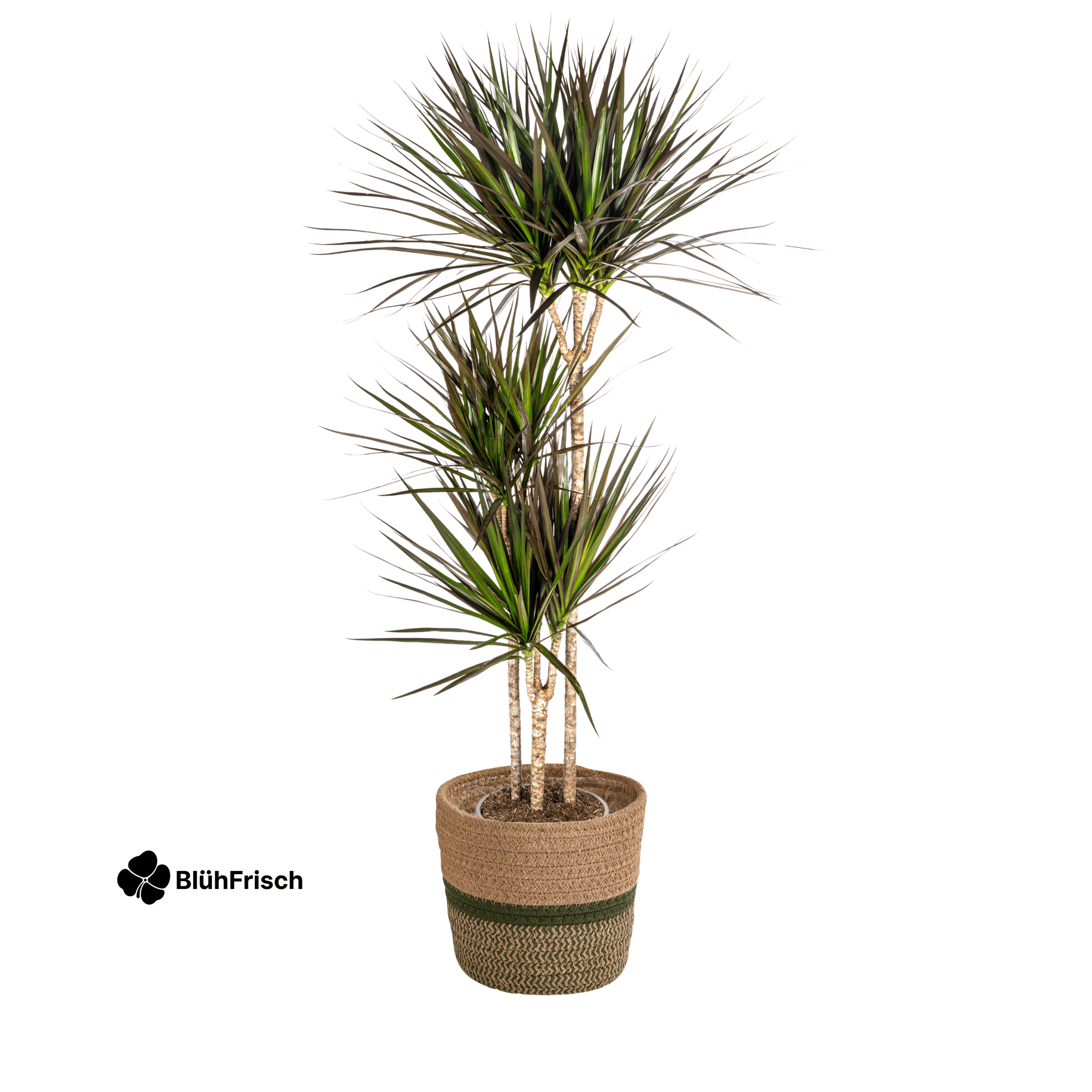 Dracaena Marginata Magenta mit Korb 130 - 150cm